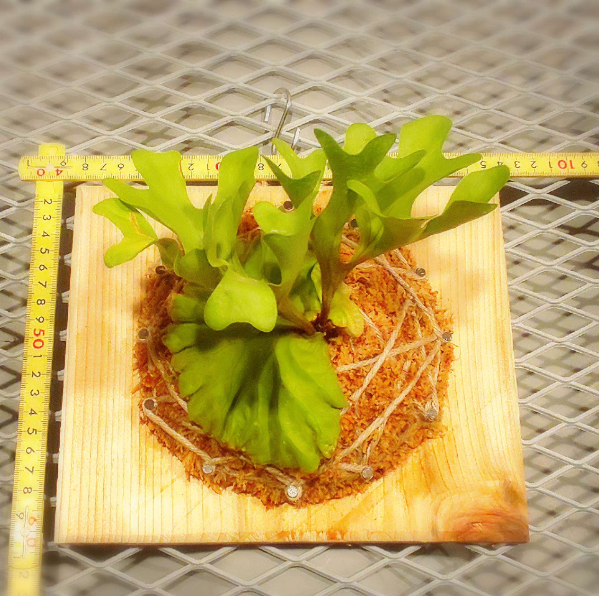 ビカクシダ リドレイ ドワーフ P Ridleyi Dwarf Fern Garden