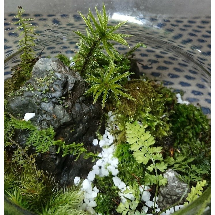 苔付き小石 木の実 小枝 5点おまかせ詰め合わせ ビオトープ 盆栽テラリウムパーツにおすすめ クリックポスト全国送料無料 ナチュライフ