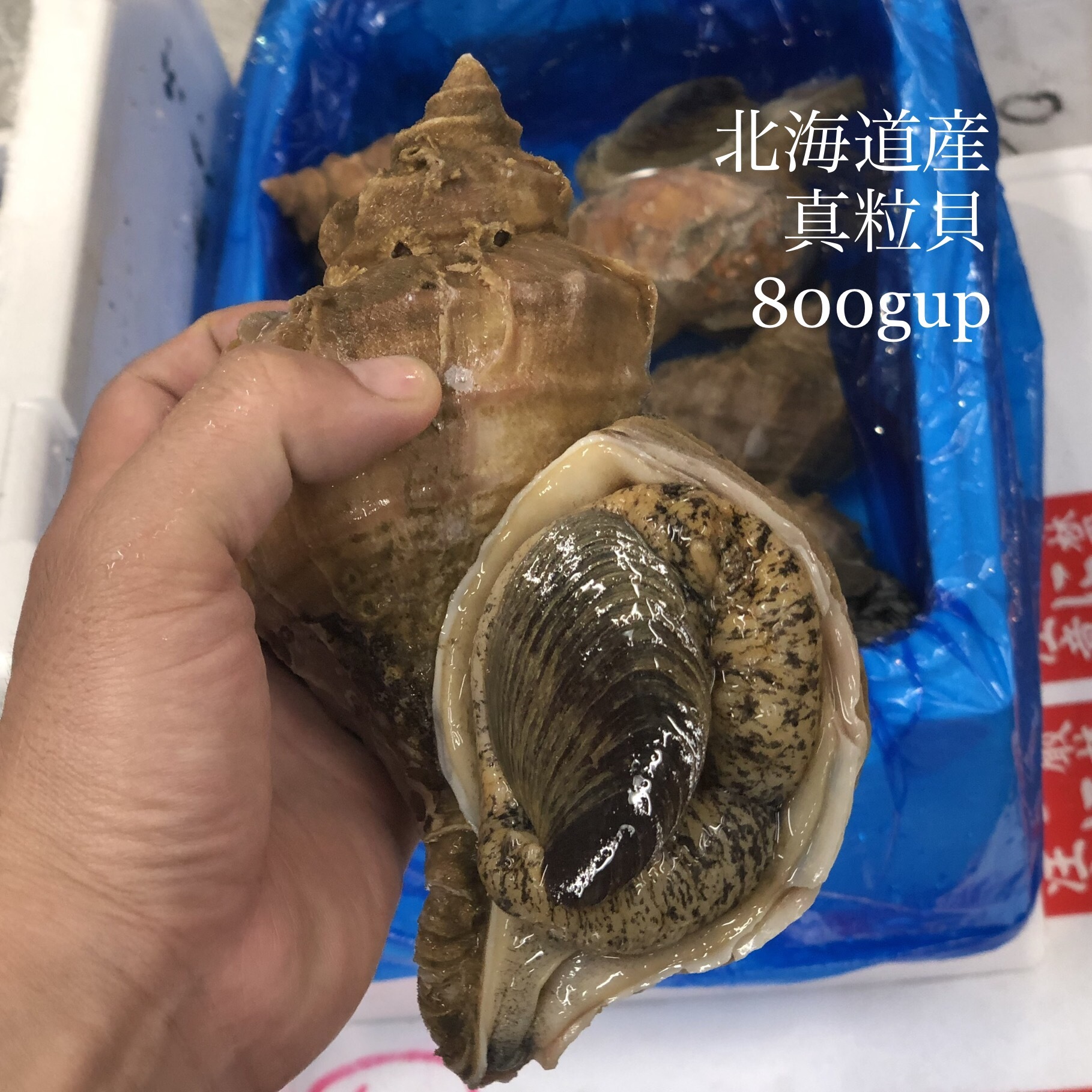 真ツブ貝 超特大 800gアップ 北海道産 高級貝類 真粒貝800g 冷蔵 Okawari 豊洲直送の高級海産物をお届け