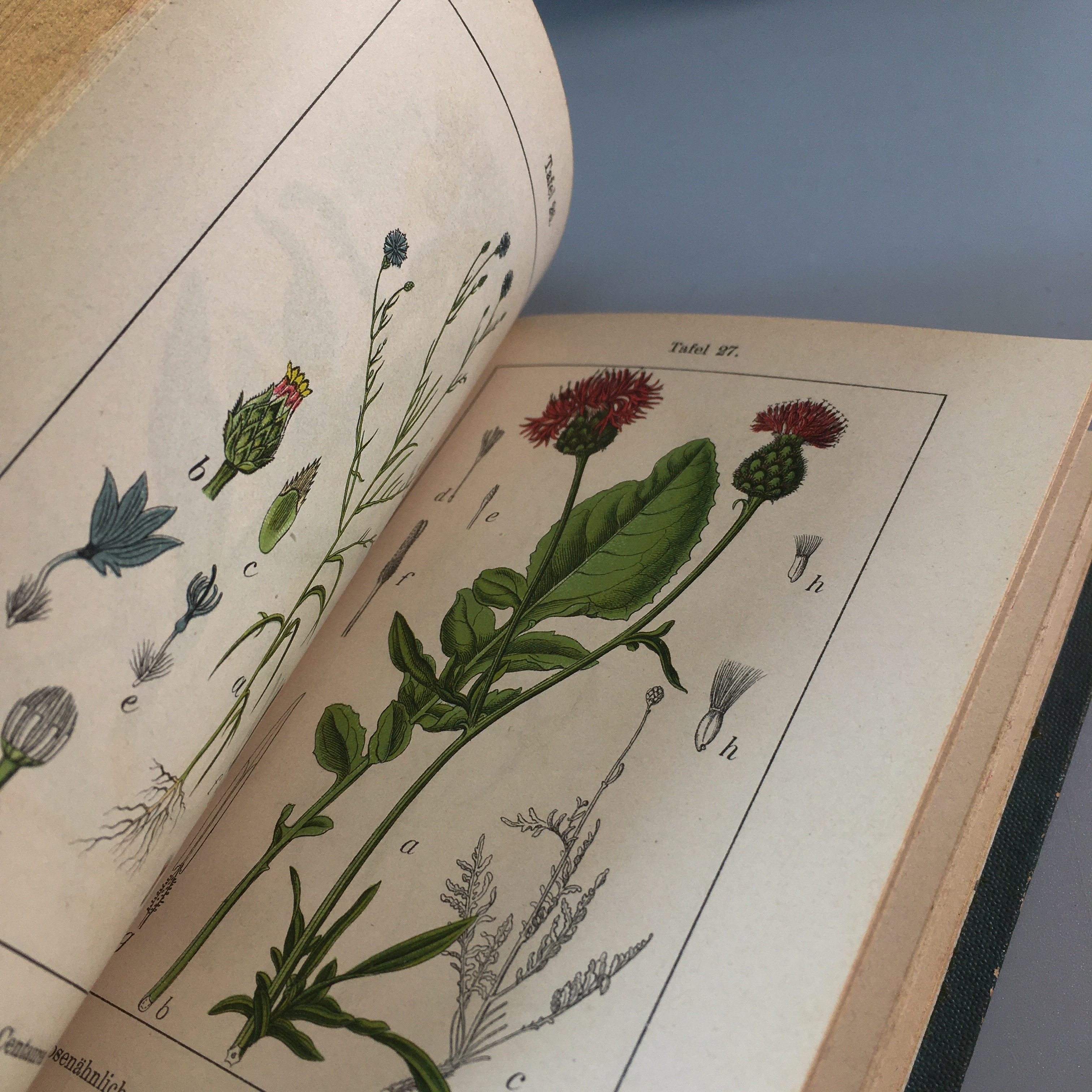 J Sturm 15冊 ドイツ アンティーク 植物図鑑 ボタニカル ビンテージ ヤーコブ シュトルム 植物画 博物画 べるりんのーと