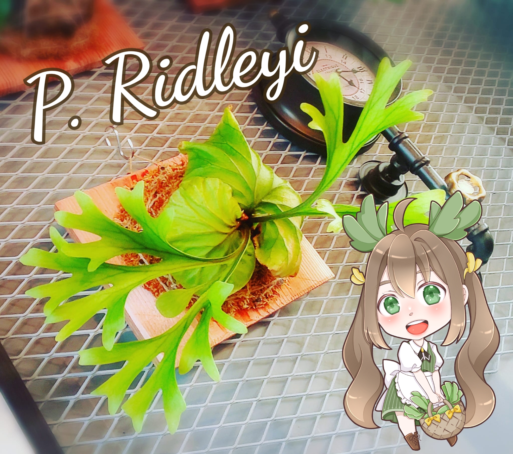 ビカクシダ 苗 リドレイ P Ridleyi 搾取されない八百屋さん