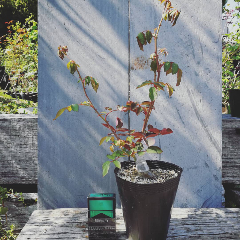 ルイ 14世 天空のバラ園 無農薬バラ苗 花苗 クレマチス ハーブ産直販売