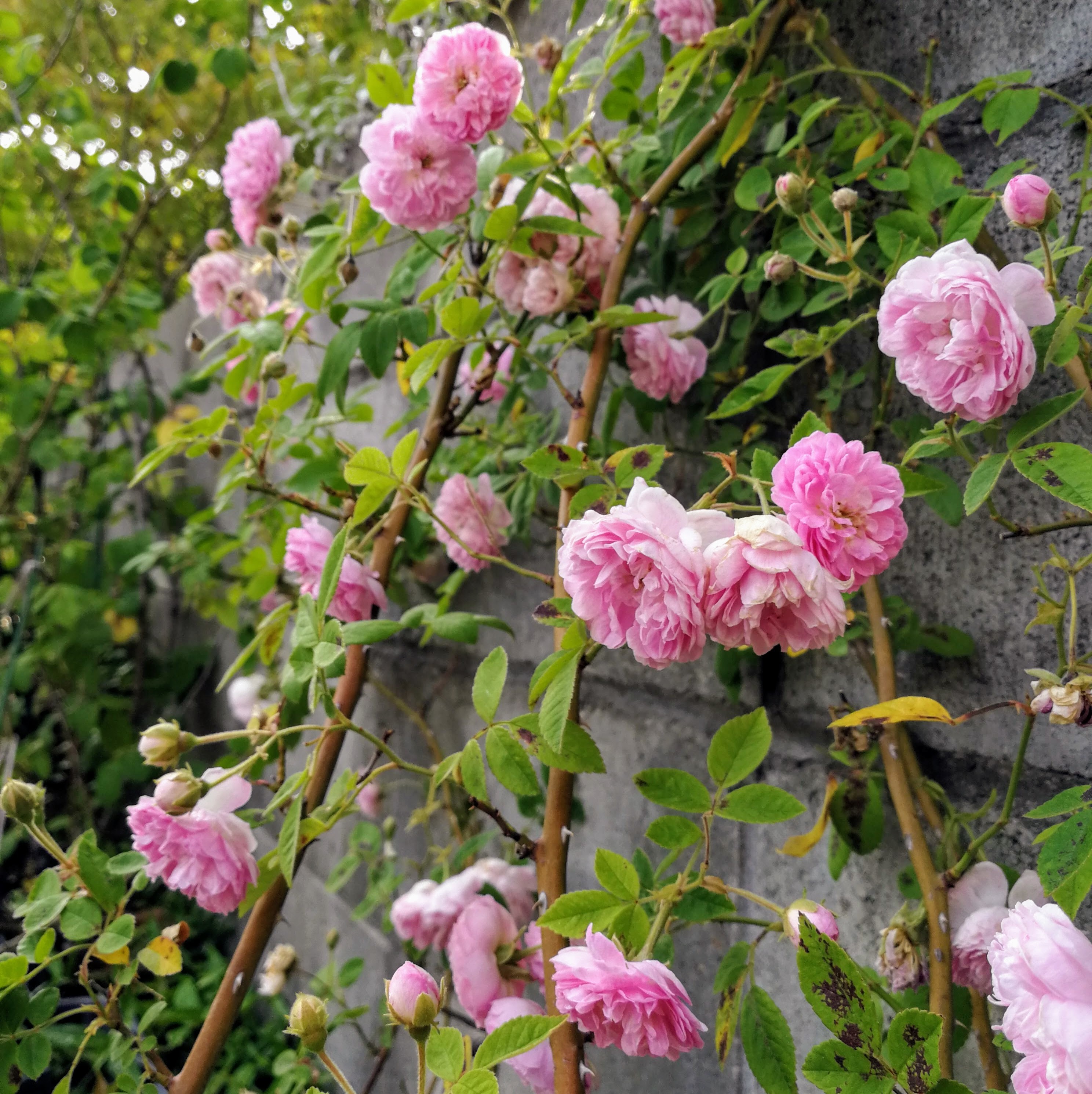 ローラ ダボー 天空のバラ園 無農薬バラ苗 花苗 クレマチス ハーブ産直販売