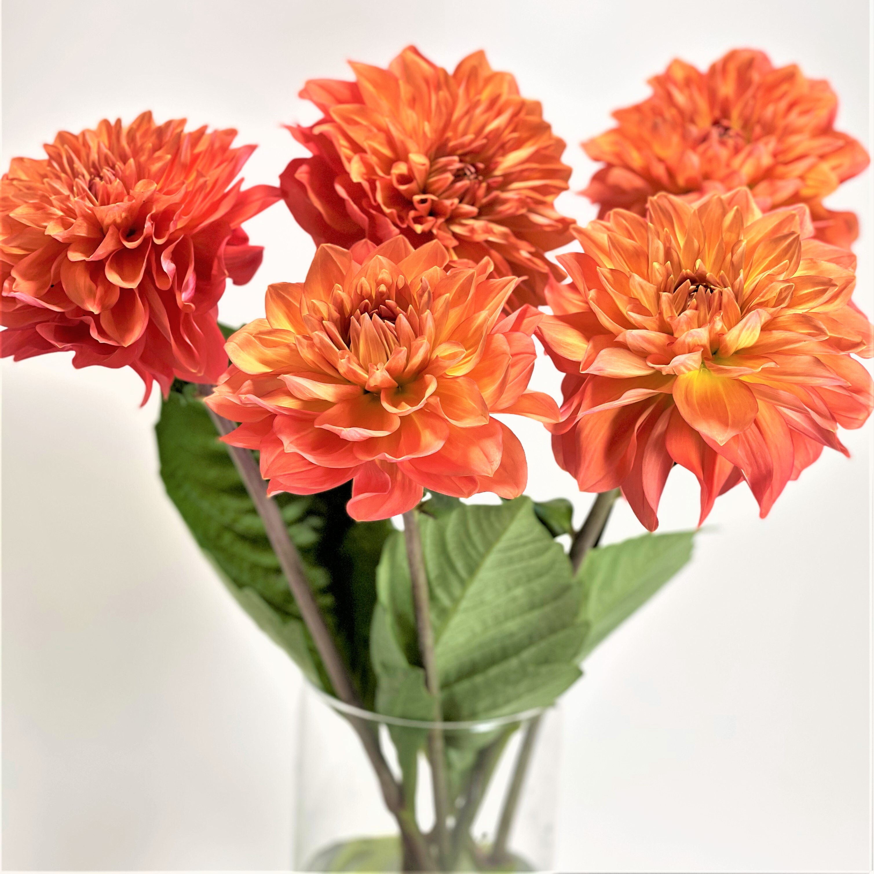 ダリア オレンジストーン５本 よいはな Yoihana 最高品質のお花をお届けするネット通販