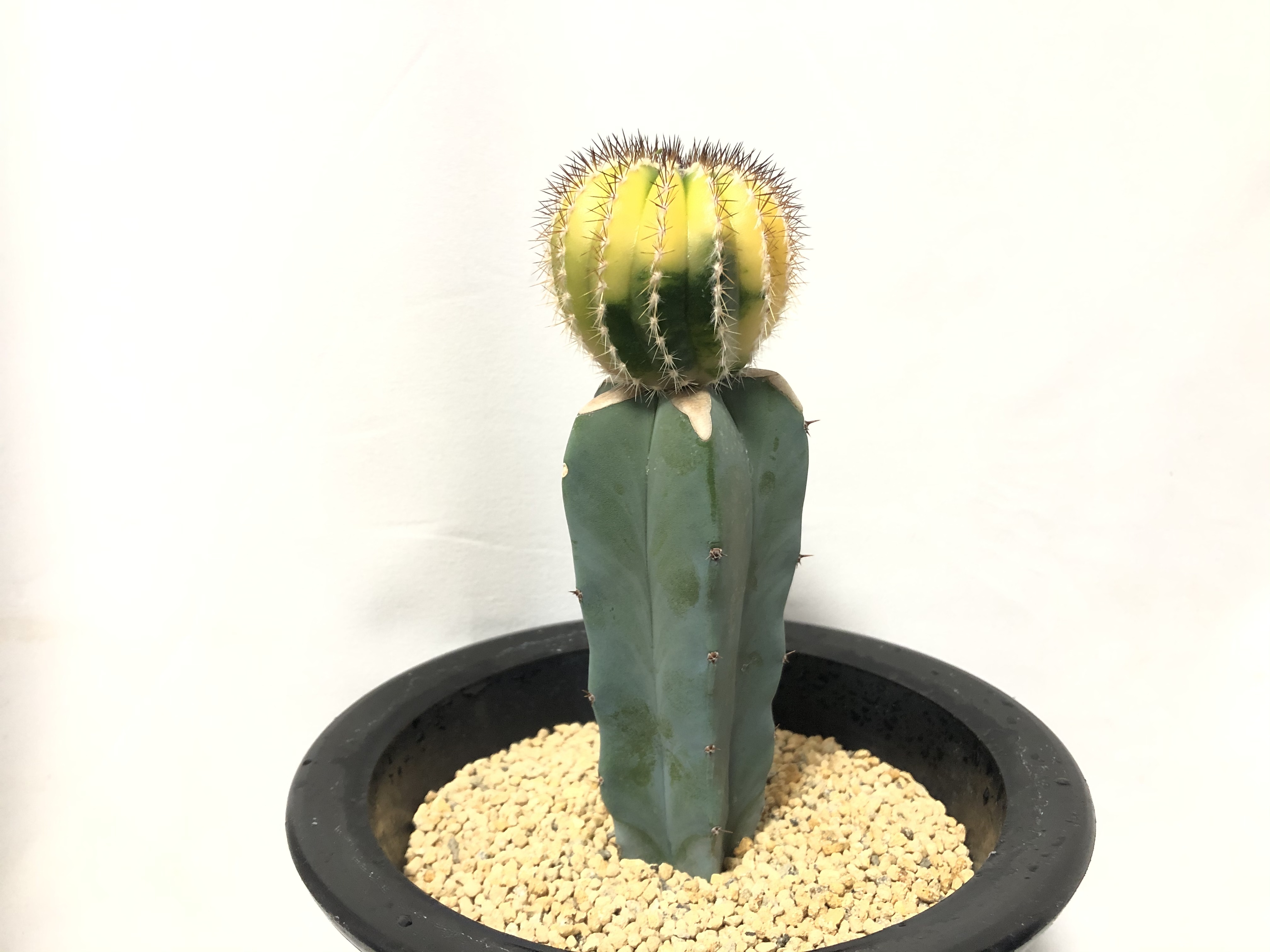 Uebelmmania Pectinifera Variegated ユーベルマニア ペクチニフェラ錦 サボテン 斑入り 接木 Plants Maru ー 多肉植物 サボテン 園芸グッズのお店 ー