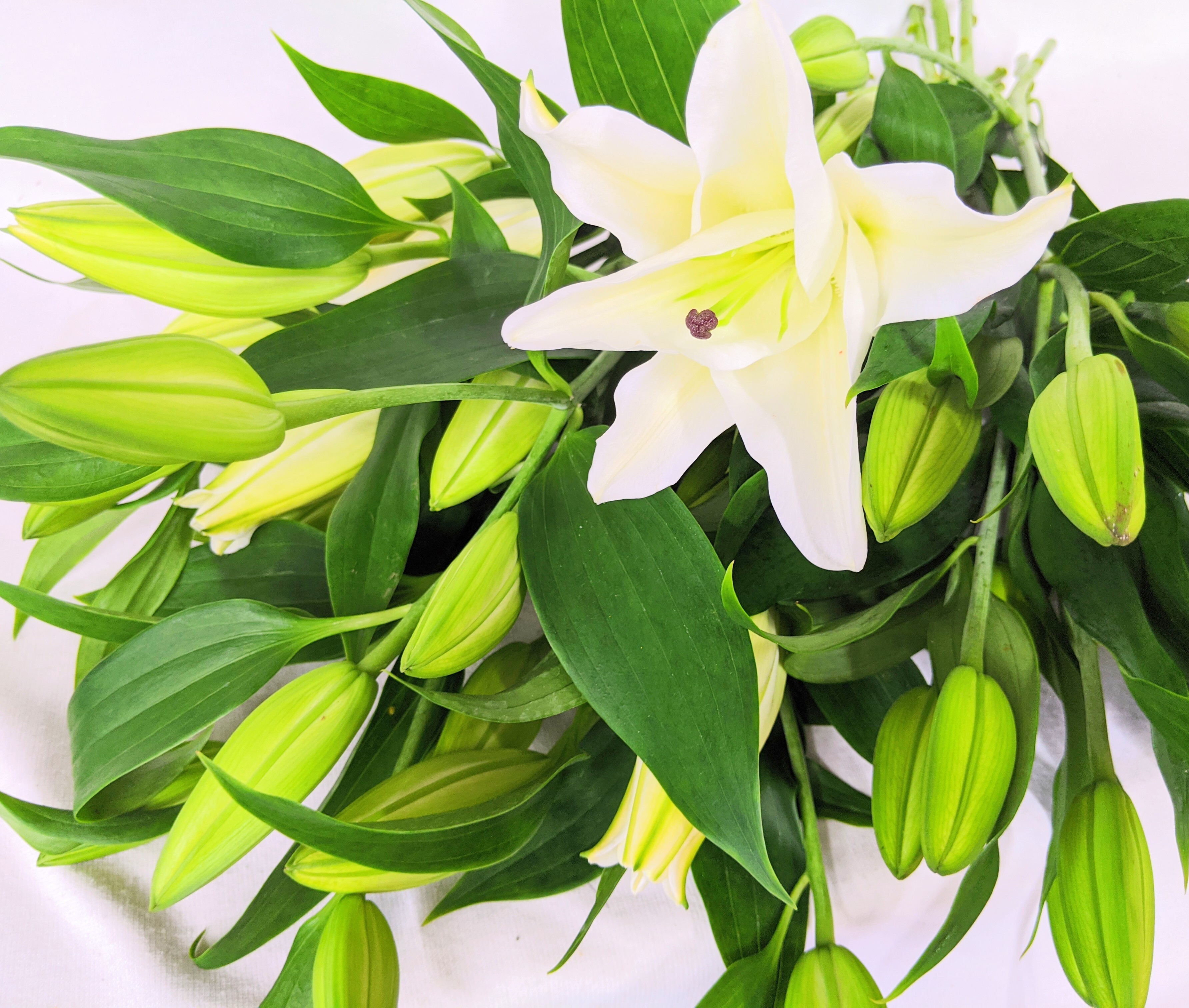 気品あふれる花と香り オリエンタルリリー 等級3l 10本 フラワーロス支援 スマイルフラワープロジェクト