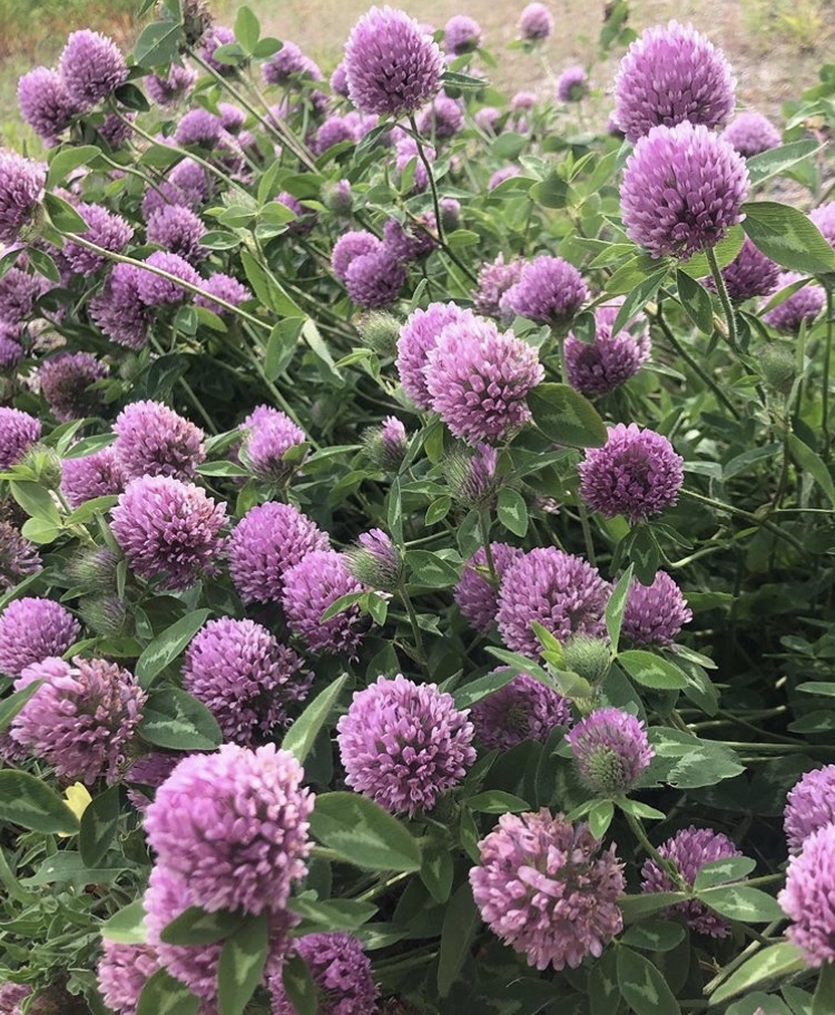 レッドクローバー ８ｇ 自家栽培ドライハーブ量り売り 近江おごとハーブガーデン ナチュラルセレクトショップ