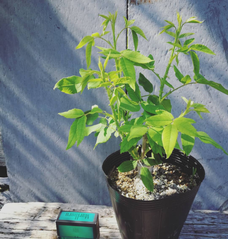 ジャクリーヌ デュ プレ 天空のバラ園 無農薬バラ苗 花苗 クレマチス ハーブ産直販売