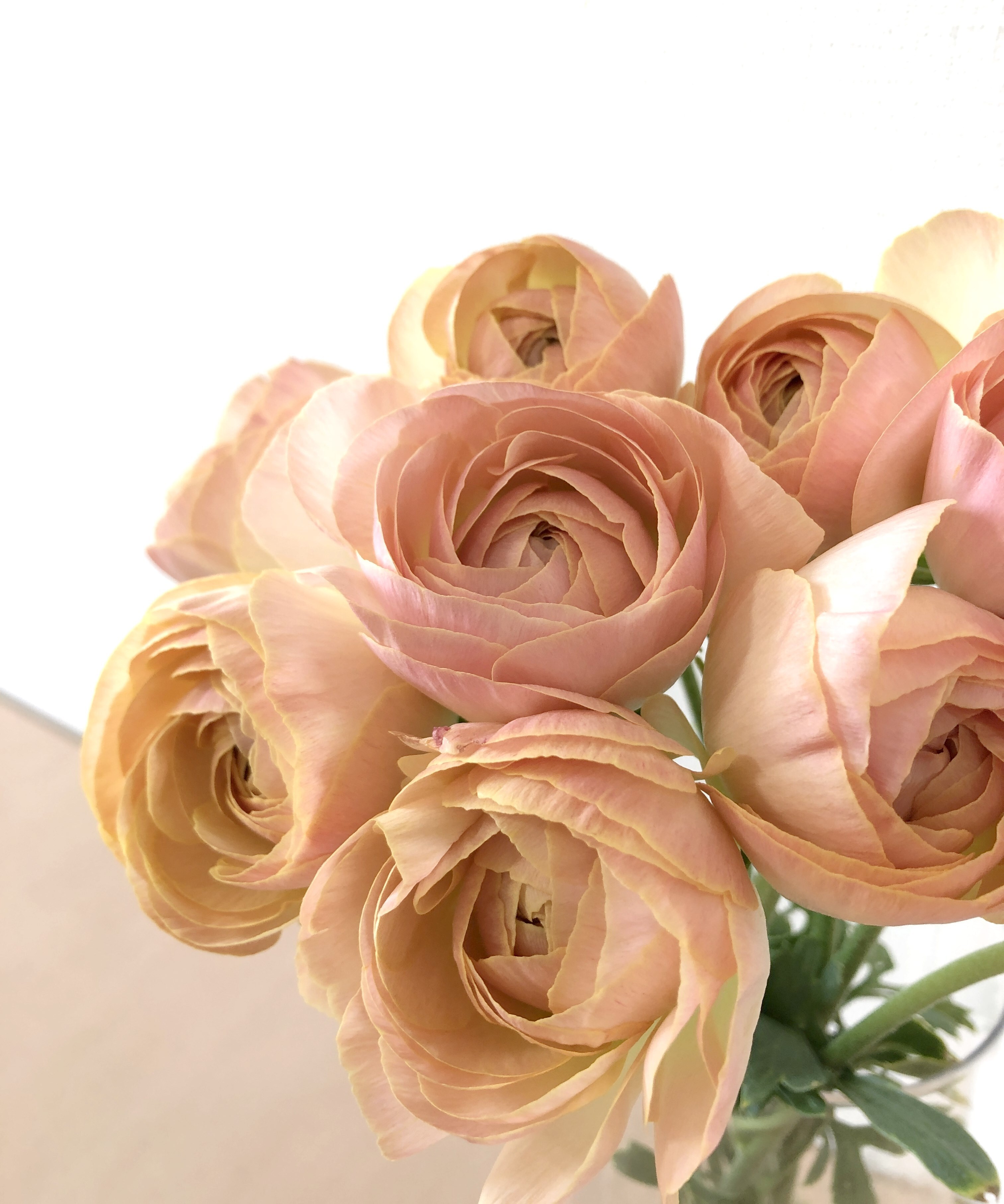 フラワースピリットのラナンキュラス エムベージュ 本 Jp Farmers Com