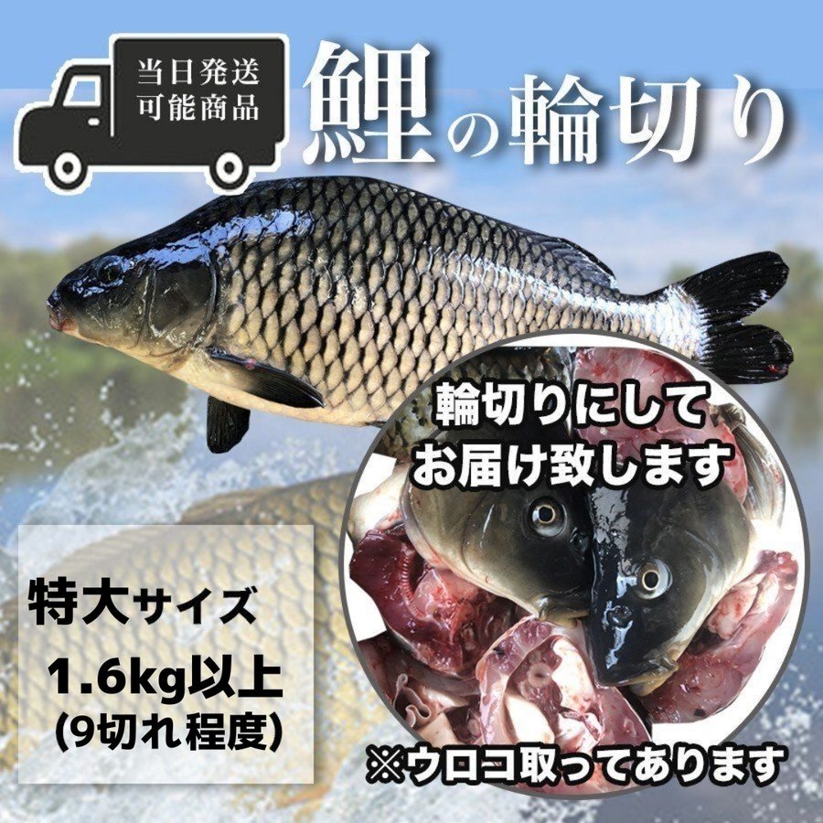 鯉の輪切り 特大サイズ 一匹 厚さ選択可 活鯉時1 6kg以上 食用鯉 切り身 コイ こい 販売 鯉こく用 煮物用 うま煮用 Gw 営業 鯉のあらい フナの甘露煮 ナマズ切身 活ドジョウ 美味しい川魚 ハスミフーズ