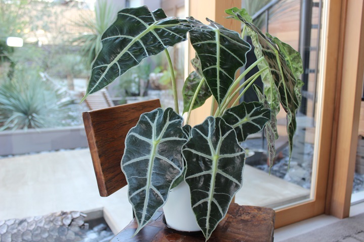 アロカシア アマゾニカ Lilii