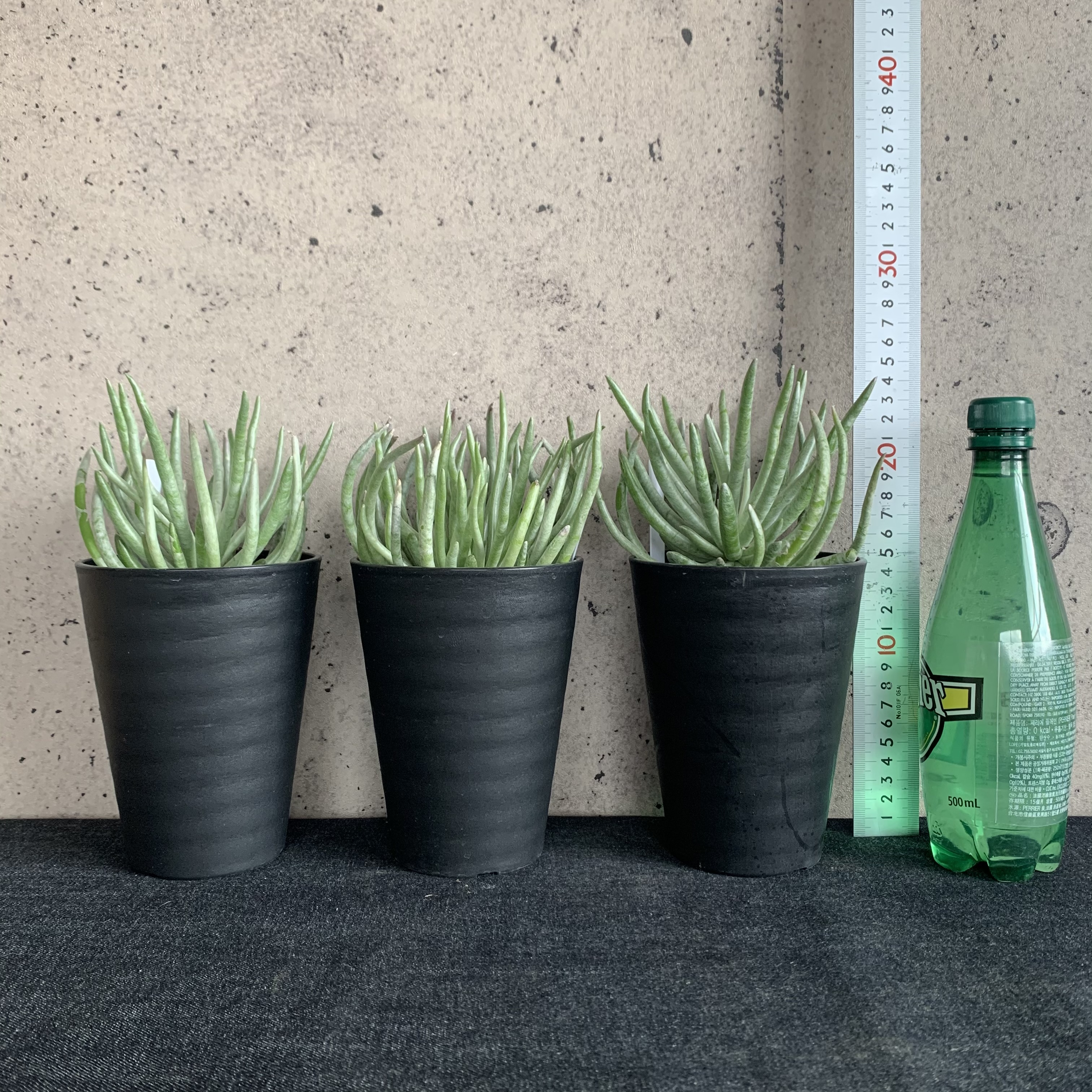 セネシオ スケイポサス 1鉢 Planet Plants プラネットプランツ