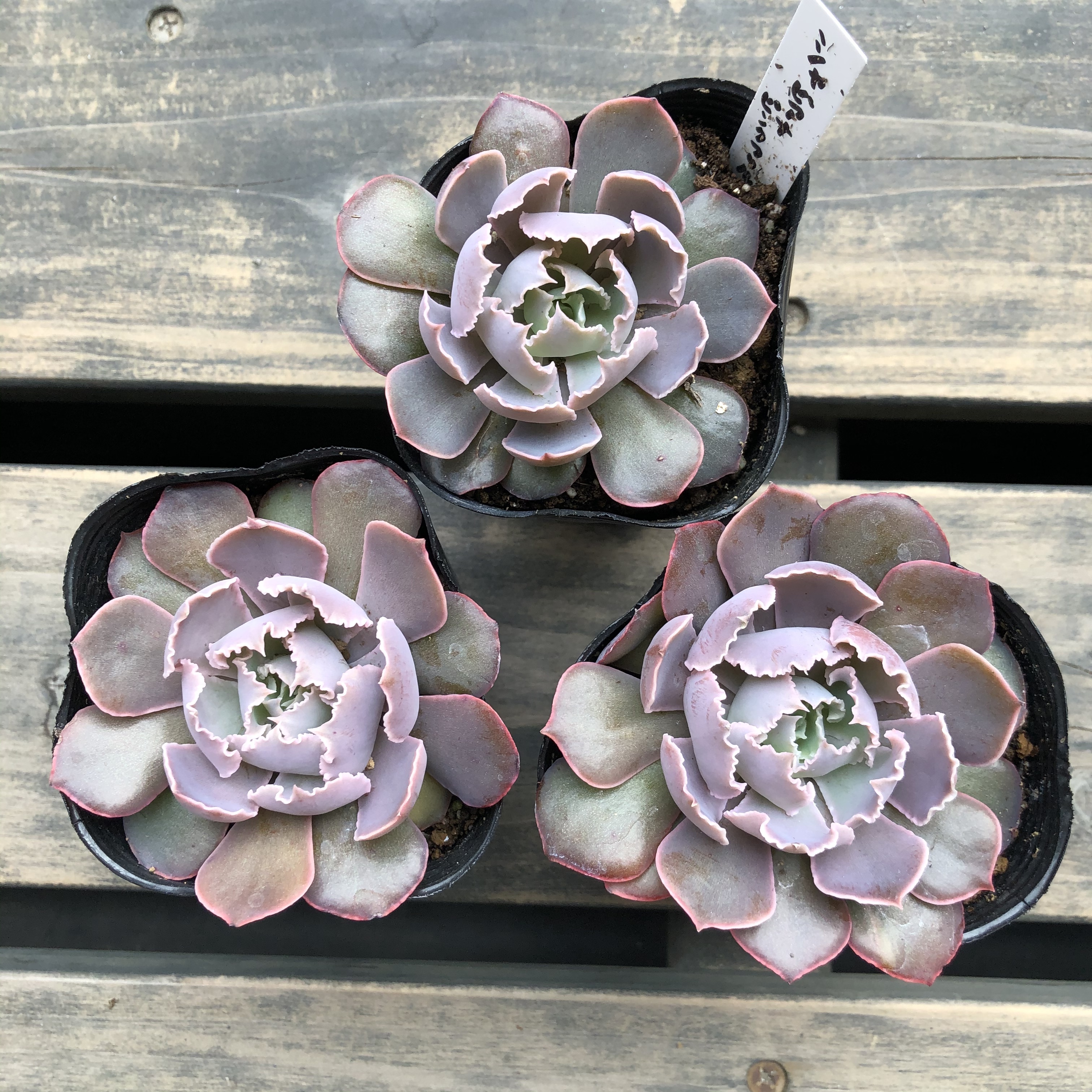 シャビアナ ピンクフリル エケベリア 多肉植物 Melty Works 多肉植物 と Dulton プランター のお店