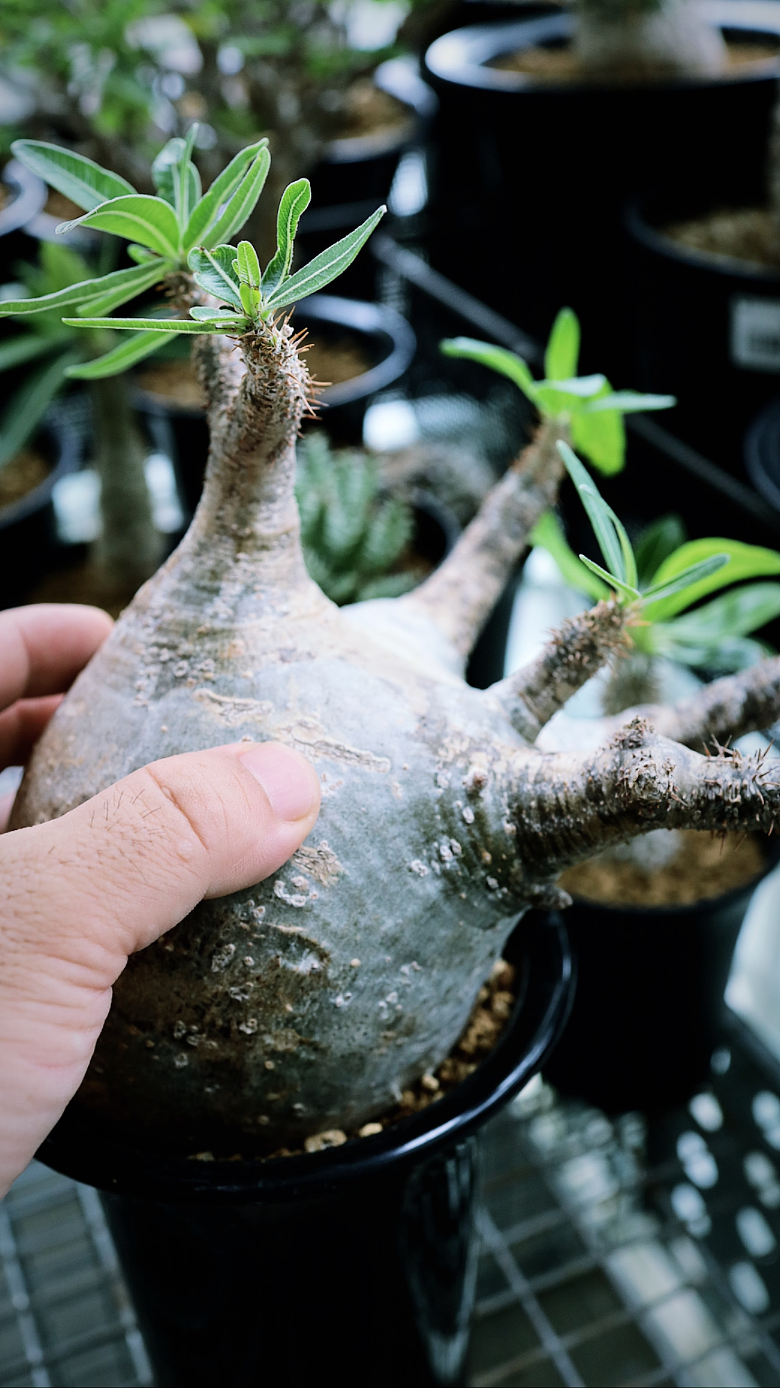 パキポディウム グラキリス Pachypodium Gracilius Savvy Plants