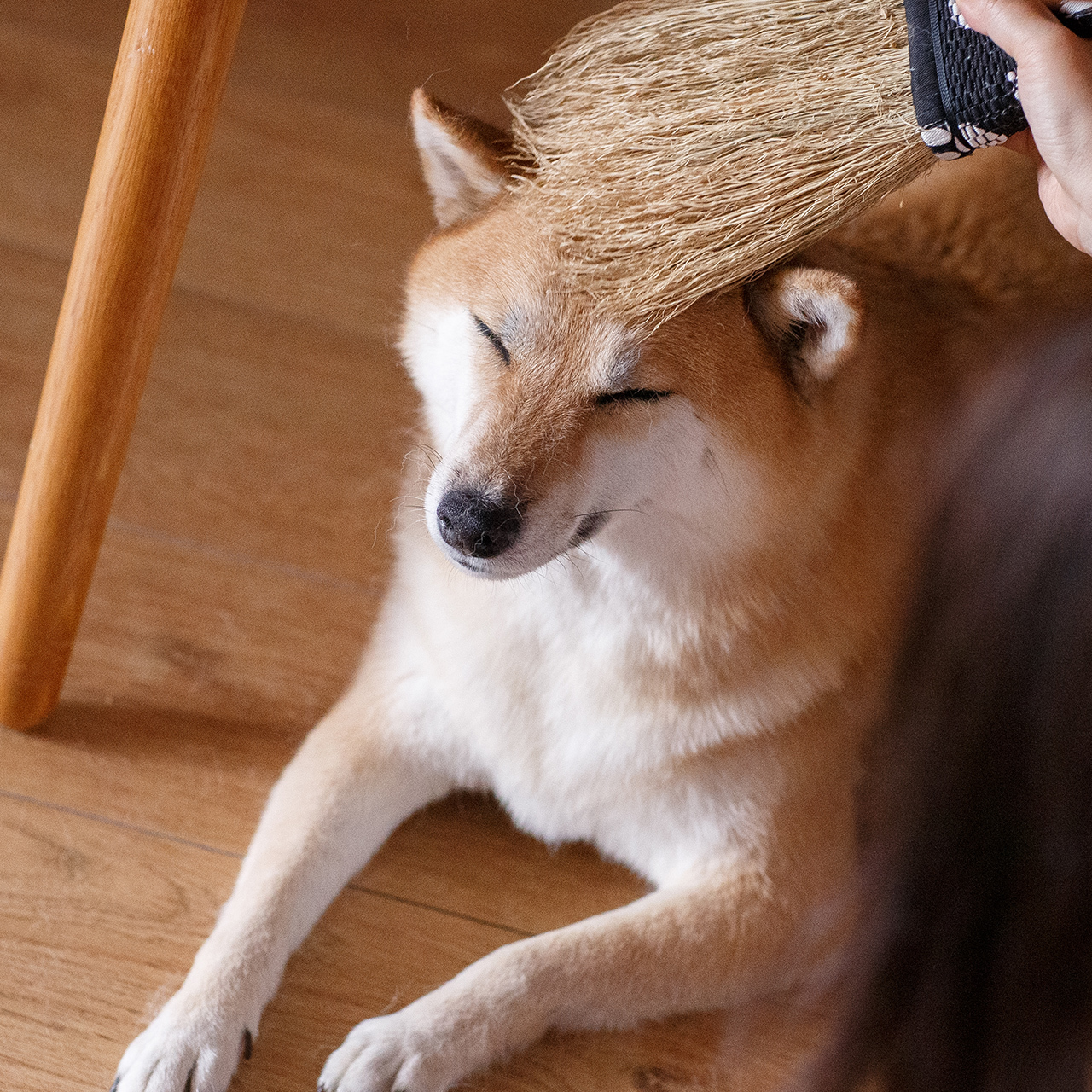 癒しほうき 小型犬用 Mサイズ Nanbuhouki Takakura Kogei