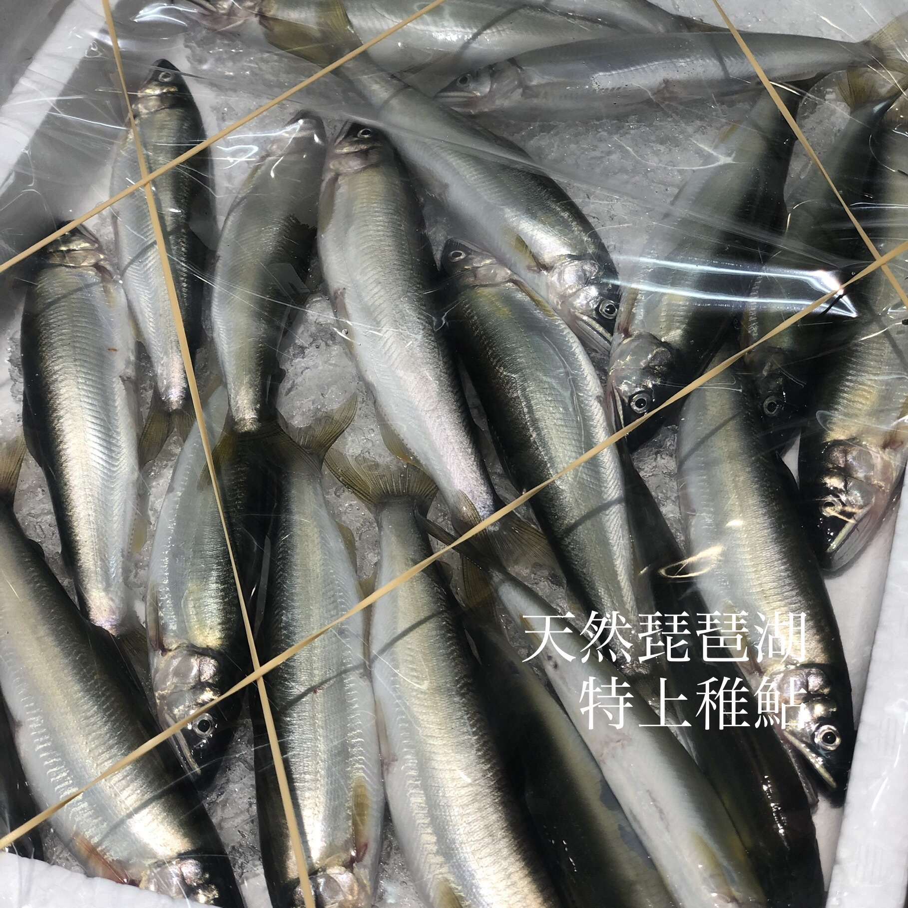 天然特上 稚鮎 琵琶湖 大サイズ 15 尾入 約500g 琵琶湖チアユ 大 X1 冷蔵 豊洲直送 Okawari 豊洲直送の高級海産物をお届け