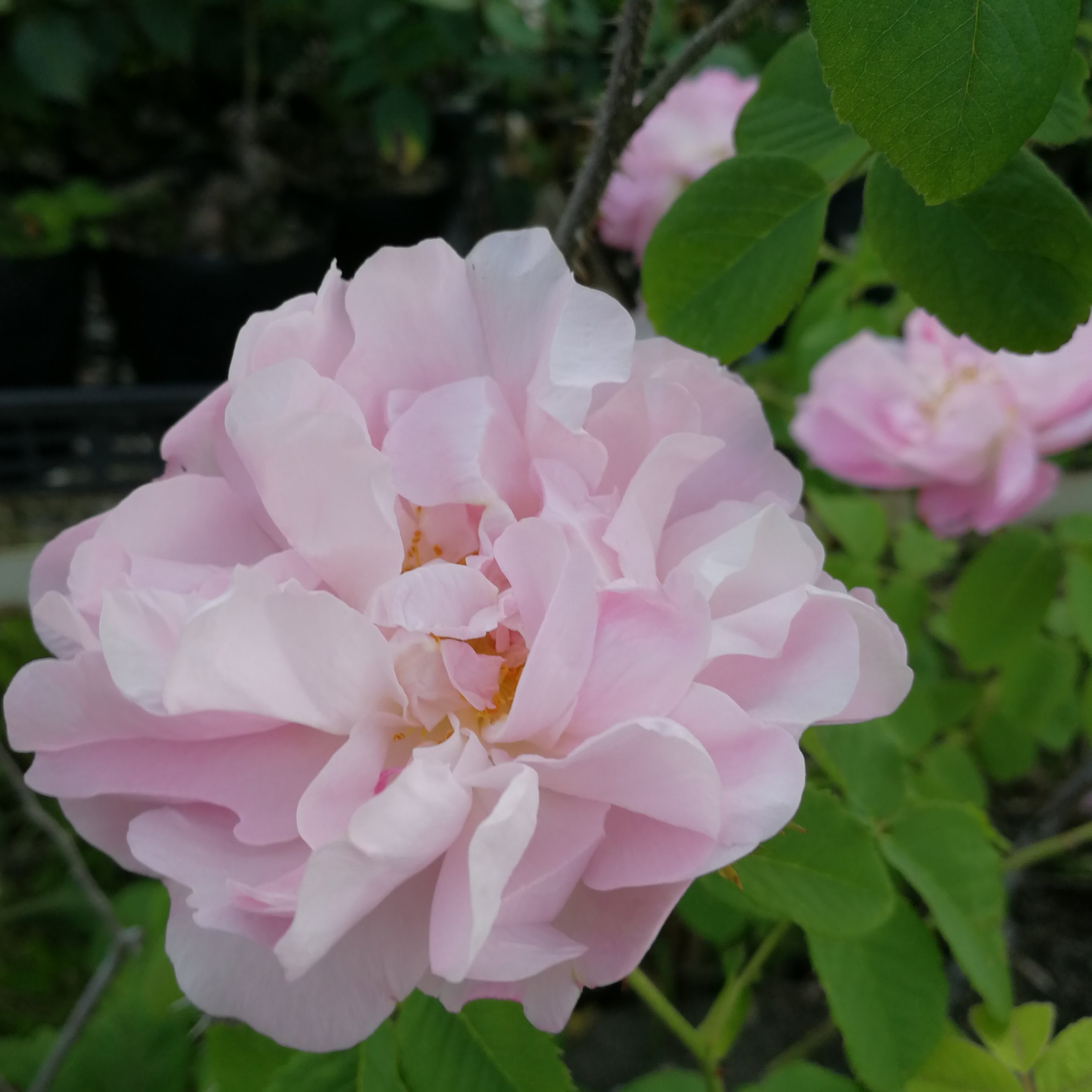 アメリア 天空のバラ園 無農薬バラ苗 花苗 クレマチス ハーブ産直販売