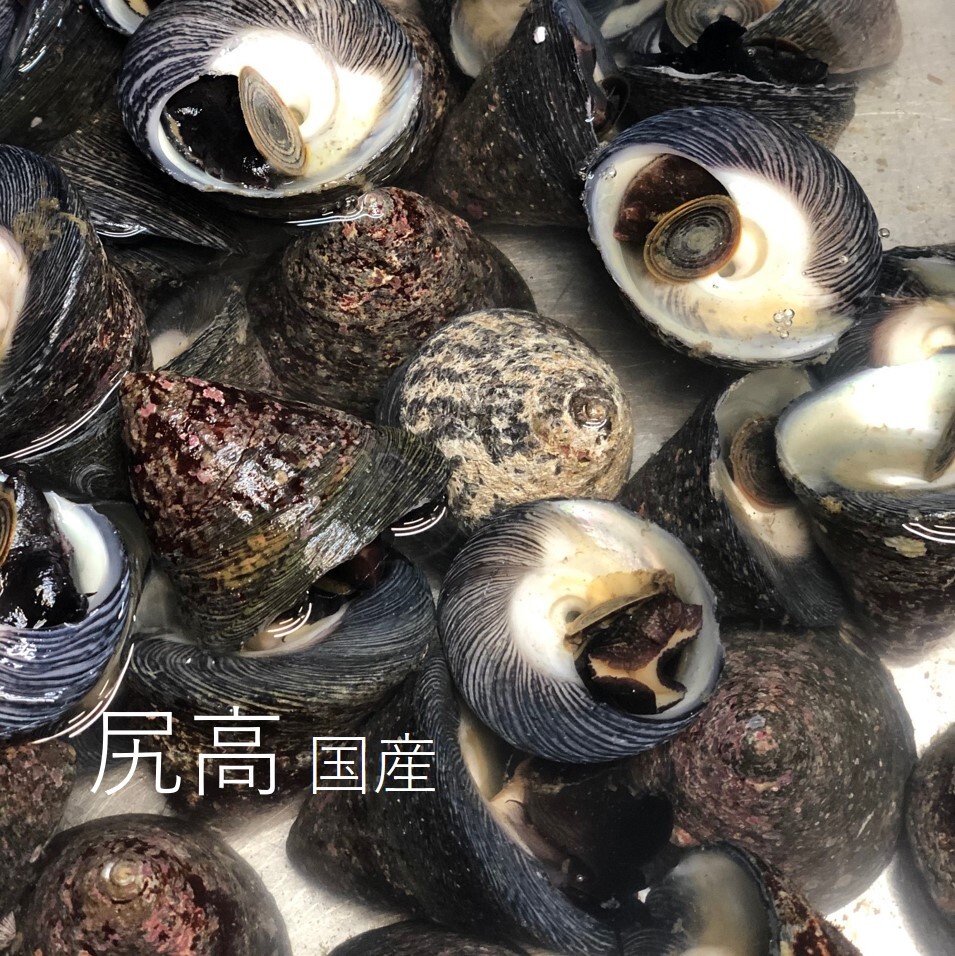 活 しったか 尻高 シッタカ 貝 1kg 国産 豊洲市場 シッタカ1kg 冷蔵 Okawari 豊洲直送の高級海産物をお届け