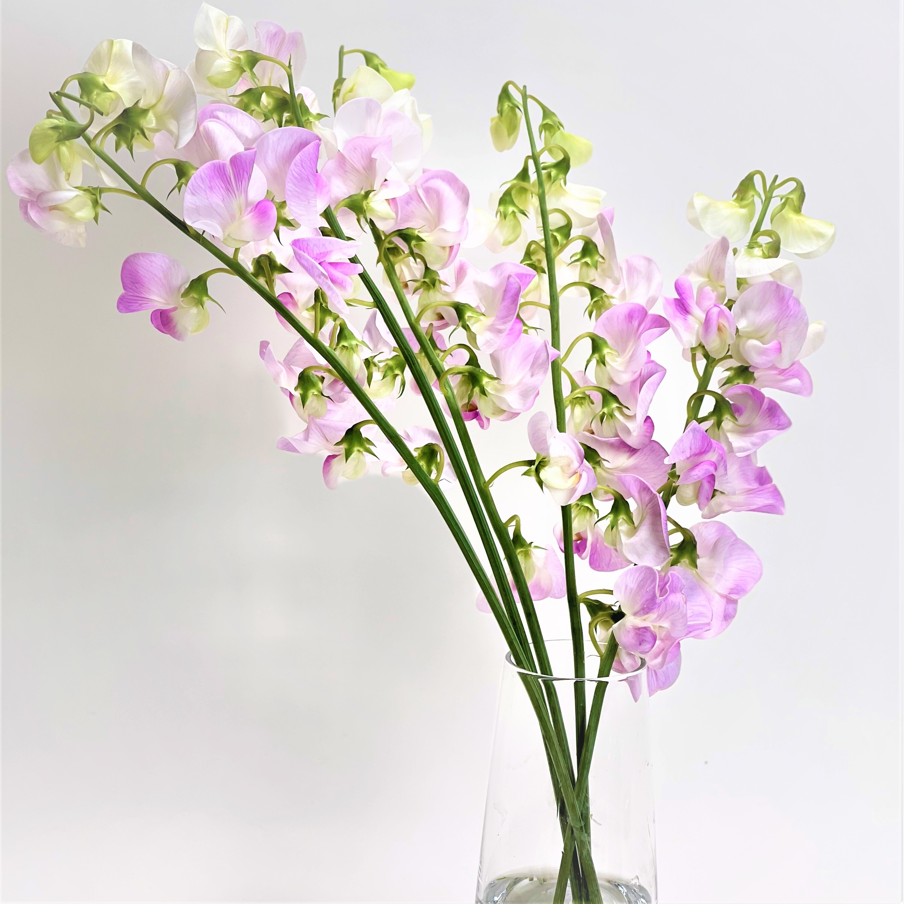 宿根スイートピー ピンク５本 よいはな Yoihana 最高品質のお花をお届けするネット通販