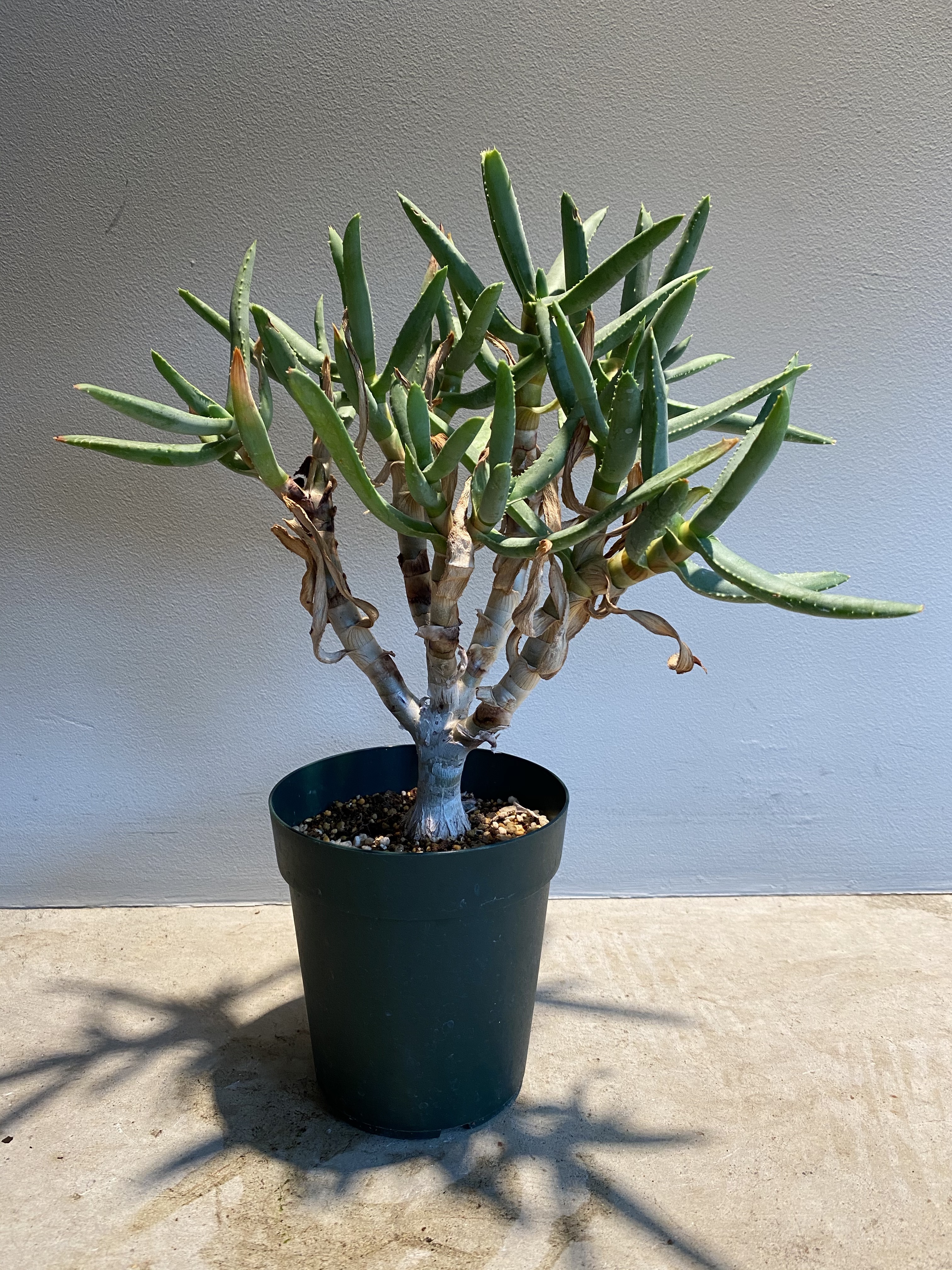 Aloe Ramosissima アロエ ラモシシマ No 1 Hanacho Exotics Plants