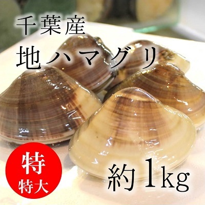 天然 地はまぐり 生 活け 特特大サイズ 約150g 個 約1kg 千葉産 地ハマ１５０ｇｘ１k 冷蔵 地ハマグリ 地蛤 Okawari 豊洲直送の高級海産物をお届け