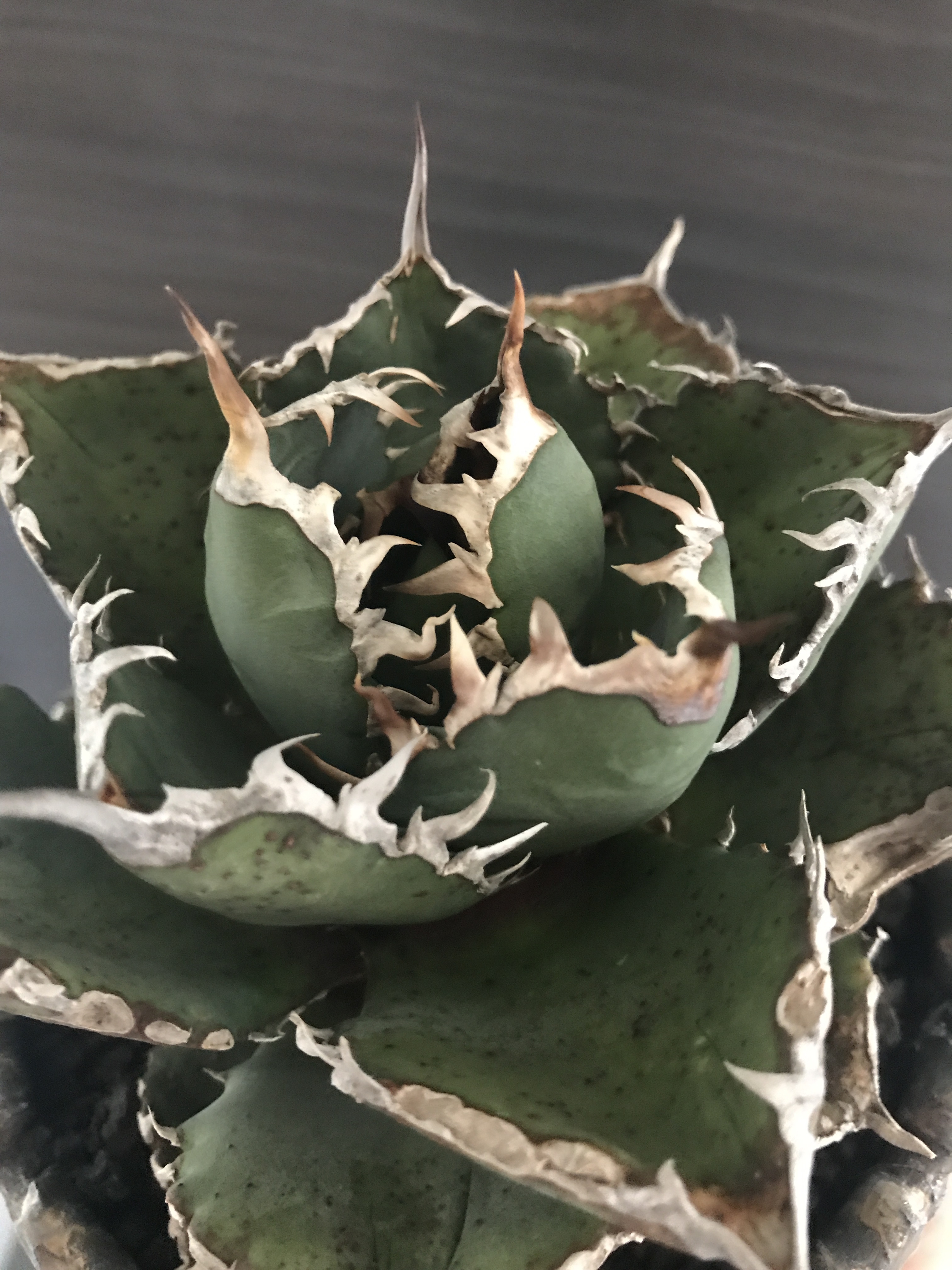 アガベ チタノタ Fo76 ドワーフ アガベ全般 アガベチタノタ小売 卸 育て方 陶器鉢の販売osp