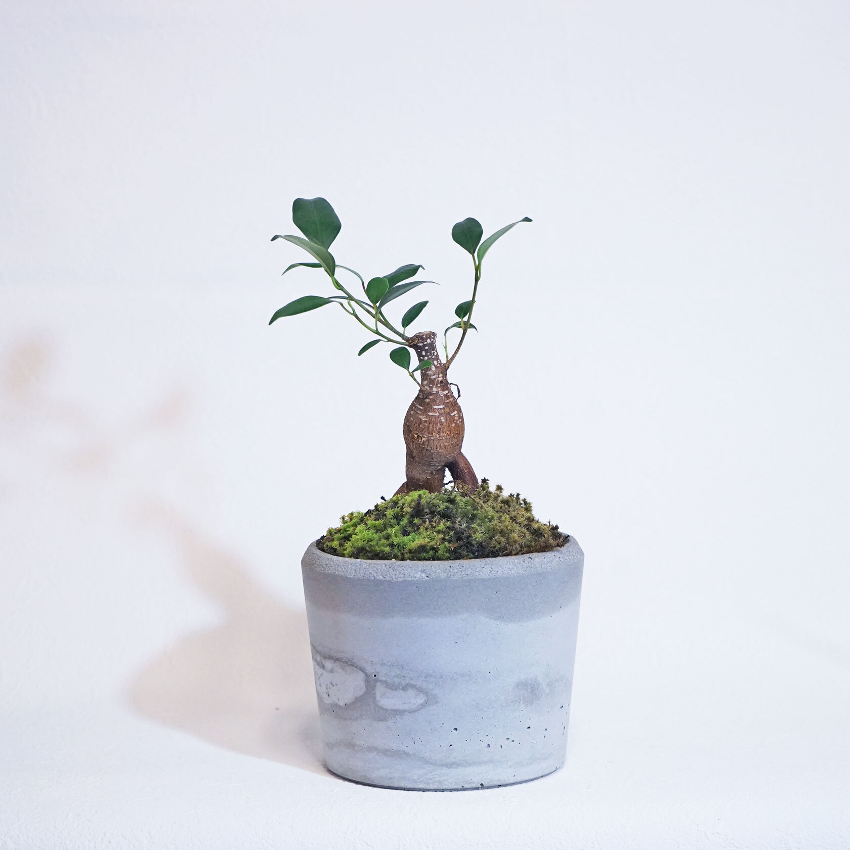 デスクに置ける観葉植物 ガジュマル スナ苔アイボリーカラーのモルタル鉢 観葉植物 Bonsai アトモスフィア 苔をあしらった観葉植物 や花草 苔玉などの通販