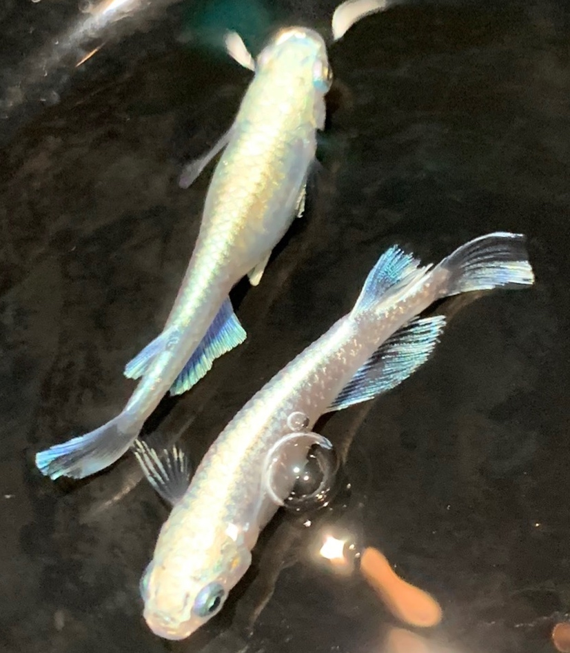 プラチナ幹之 卵 15個 A 鉑めだか ハクメダカ