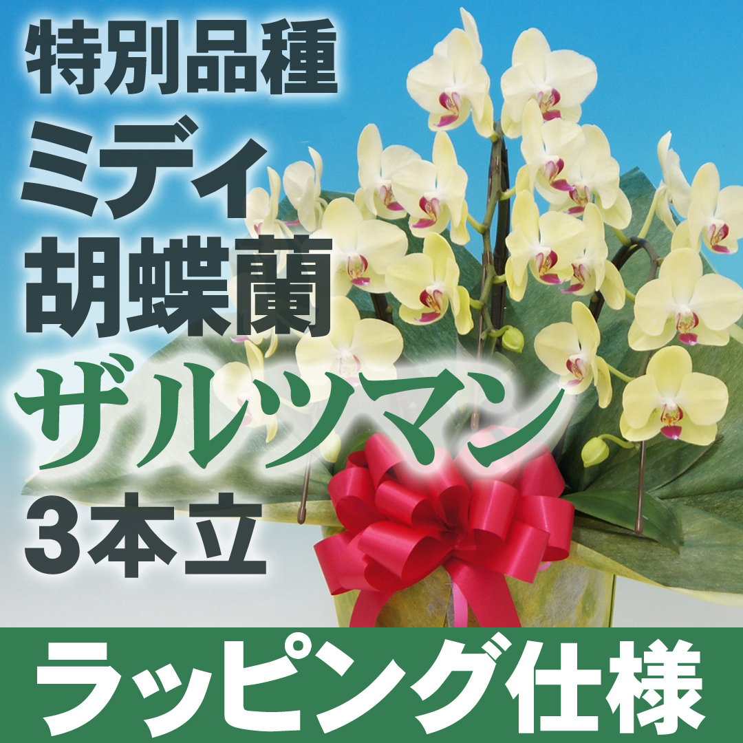 開花調整中 お届けは5月下旬ごろ ミディ胡蝶蘭 ザルツマン 3本立 特別品種 フラワーロス支援 スマイルフラワープロジェクト