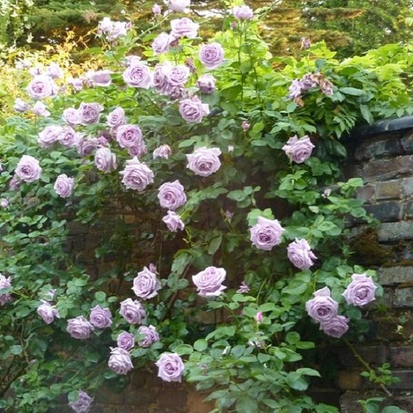 つるブルームーン 天空のバラ園 無農薬バラ苗 花苗 クレマチス ハーブ産直販売