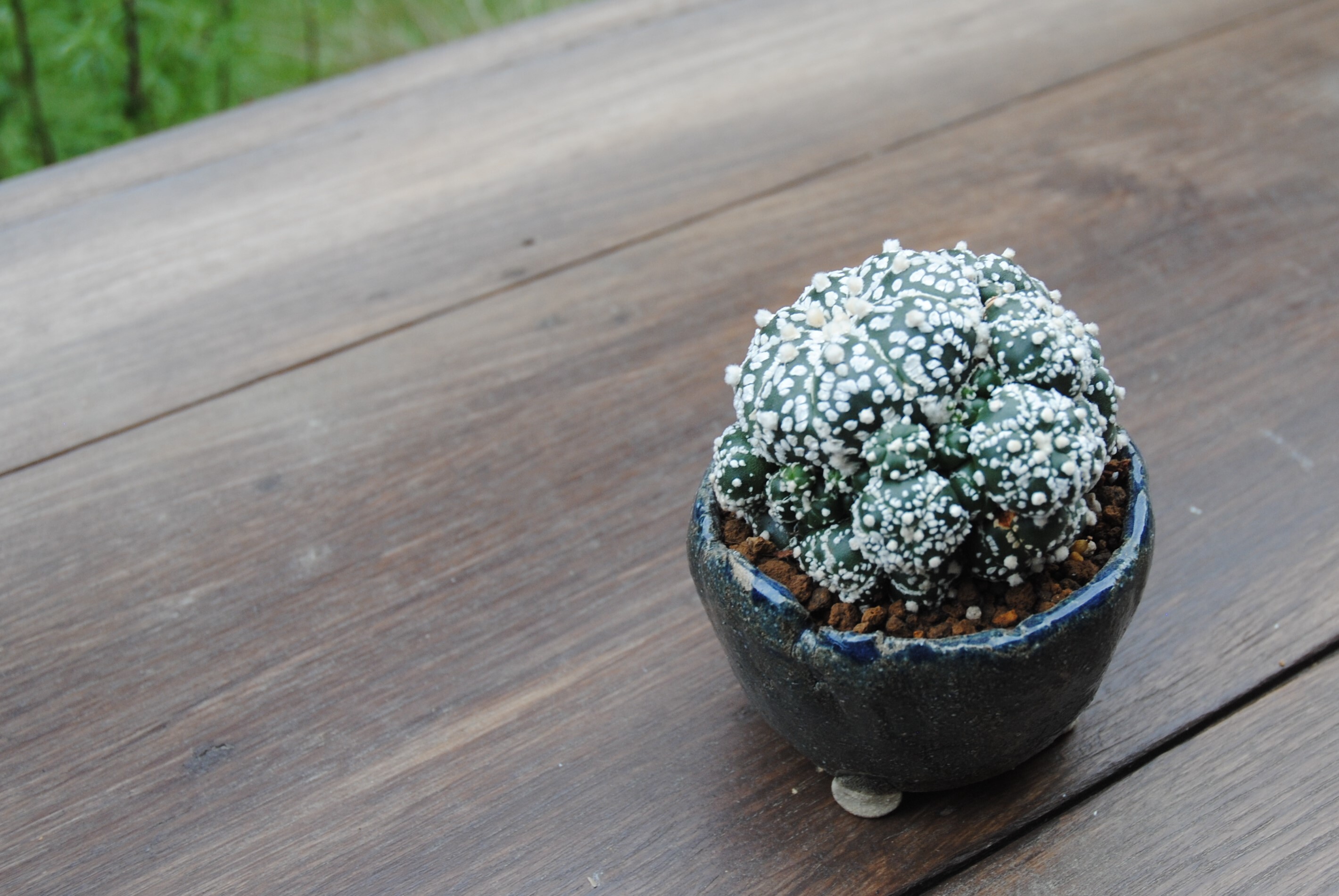 Astrophytum Asterias 兜丸 サボテン スーパー兜 多肉盆栽 鉢セット Plants Maru ー 多肉植物 サボテン 園芸グッズのお店 ー