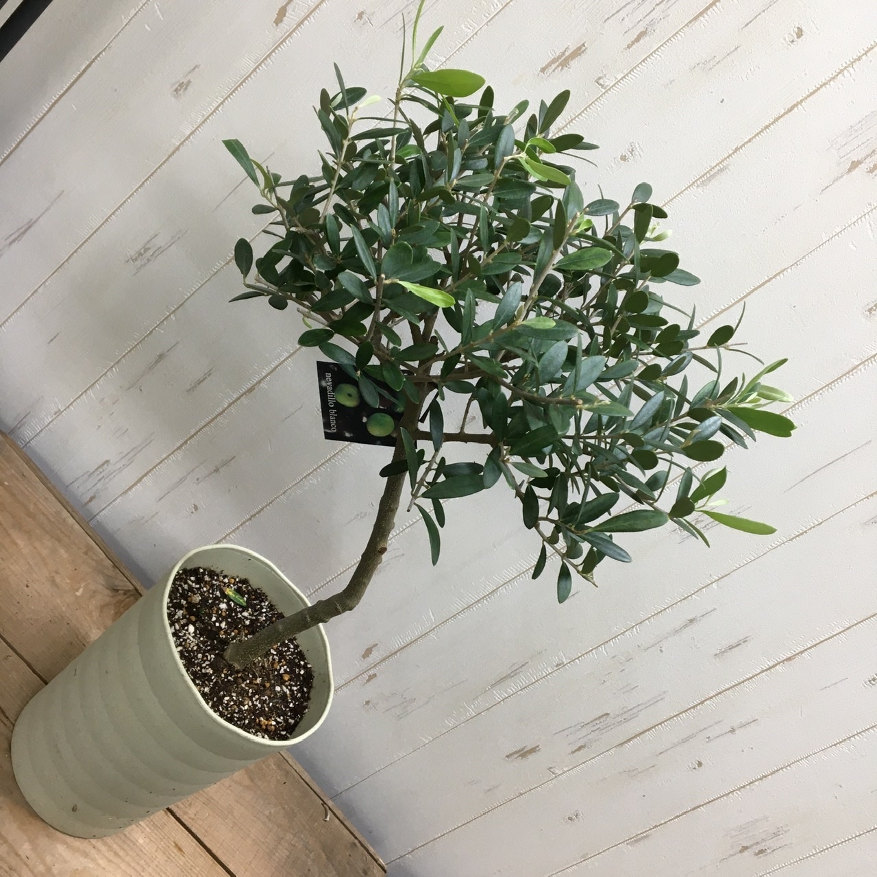 盆栽樹形 オリーブの木 ネバディロブランコ Souju 6号鉢 A 5 Plants Shop Olive