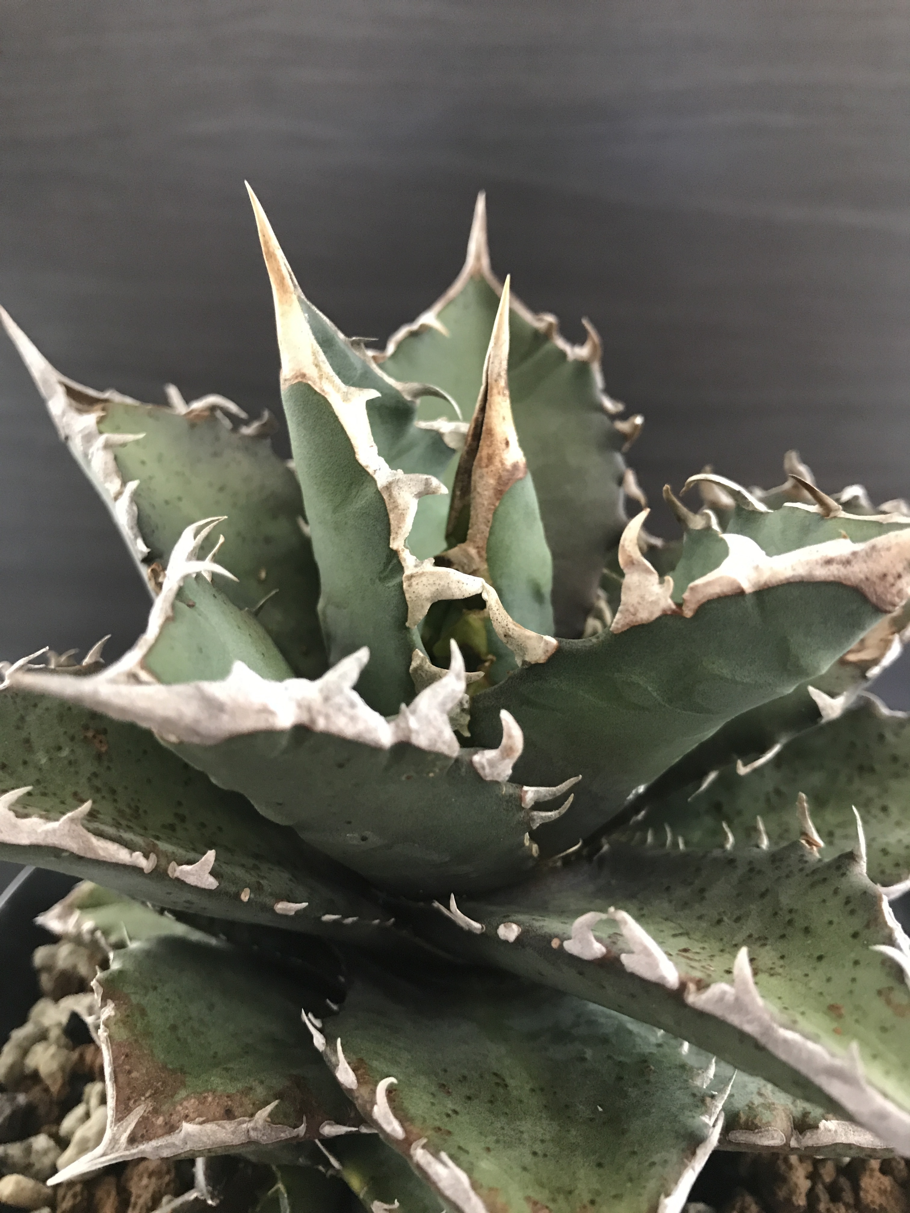 アガベ チタノタ Fo76 ドワーフ アガベ全般 アガベチタノタ小売 卸 育て方 陶器鉢の販売osp