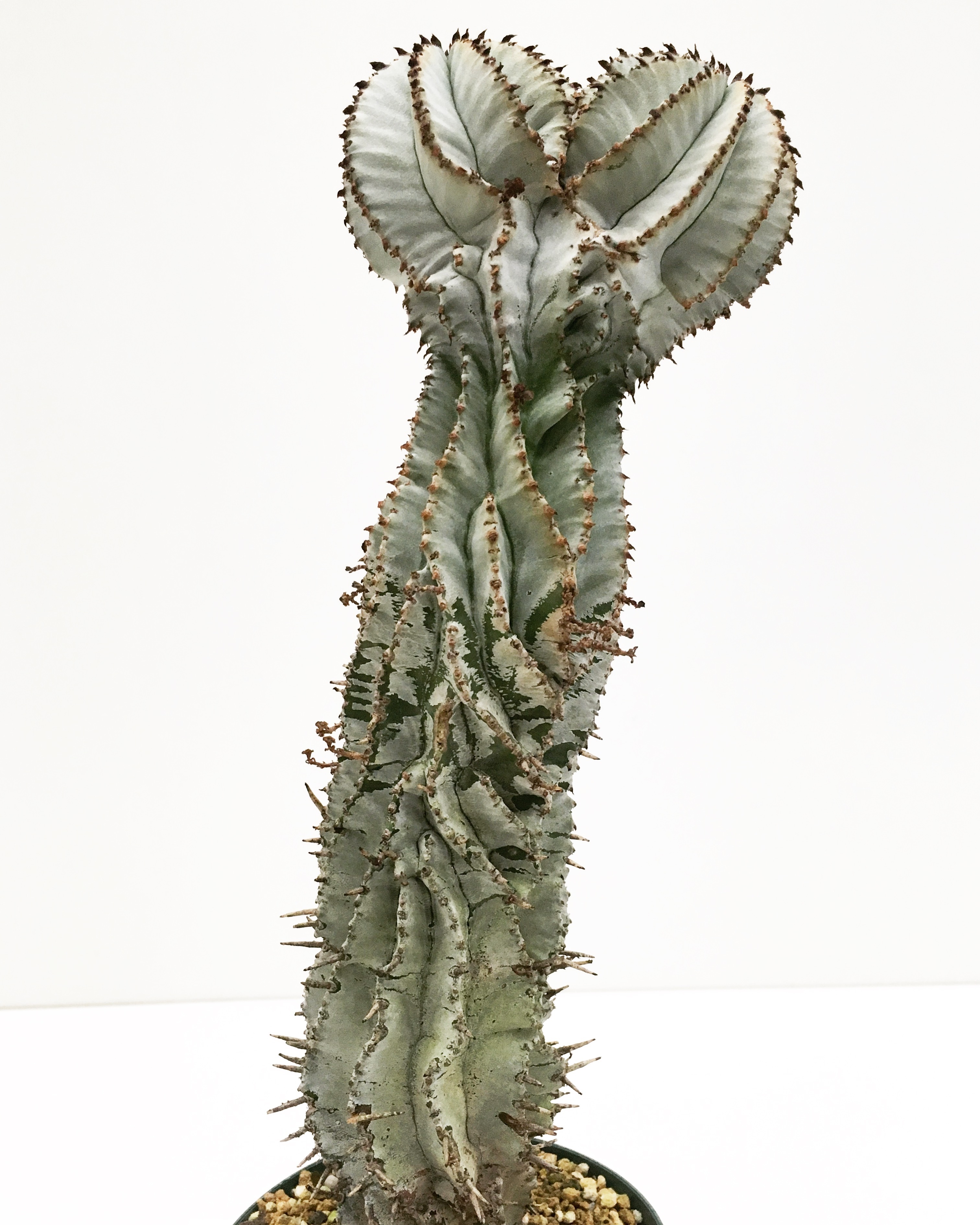 ユーフォルビア ポリゴナ スノーフレーク Euphorbia Polygona Snowflake Spg For Sale ユーフォルビア ポリゴナ スノーフレーク Euphorbia Polygona Snowflake Spg For Sale