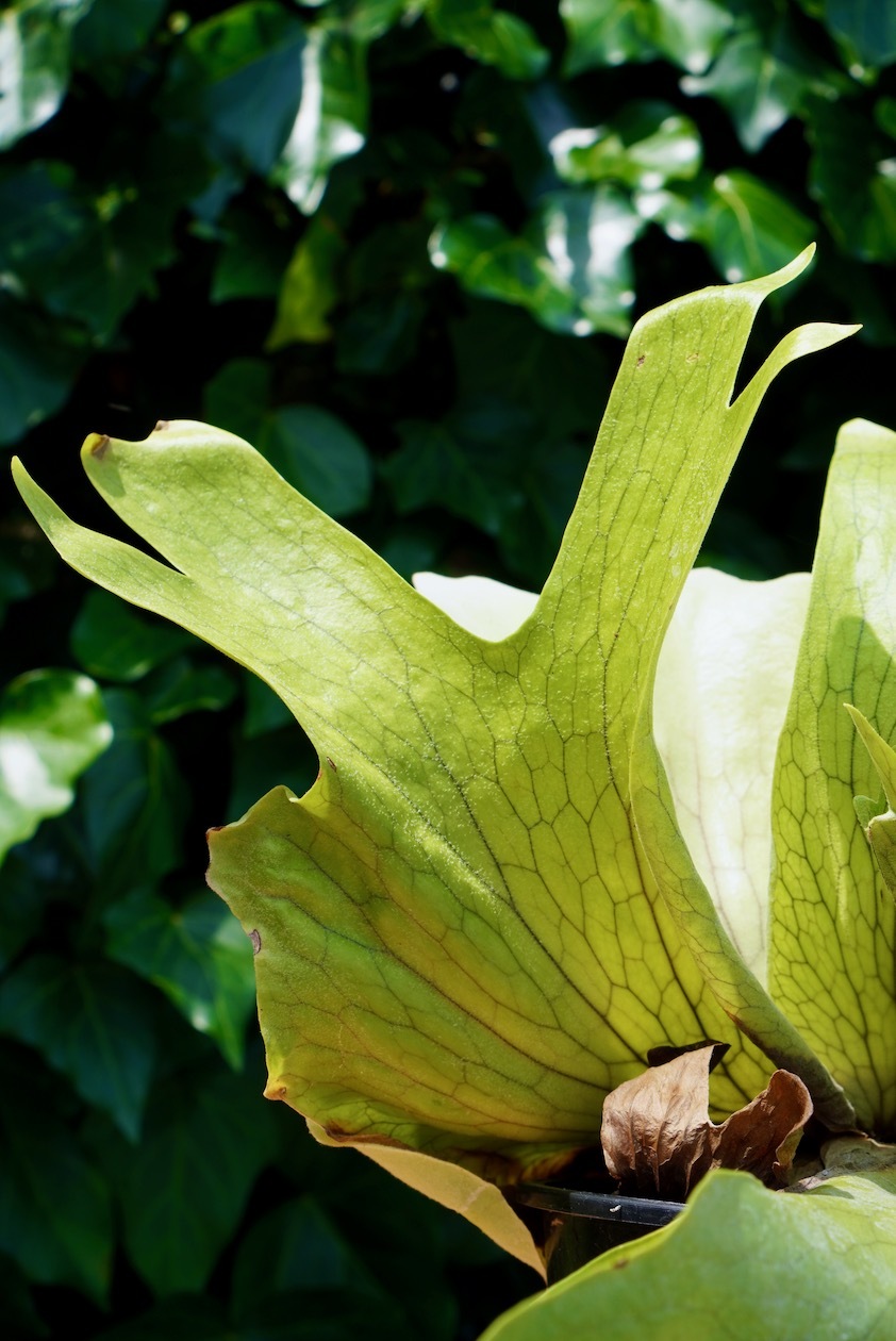 ビカクシダ ホルタミー フラワーショップあきの