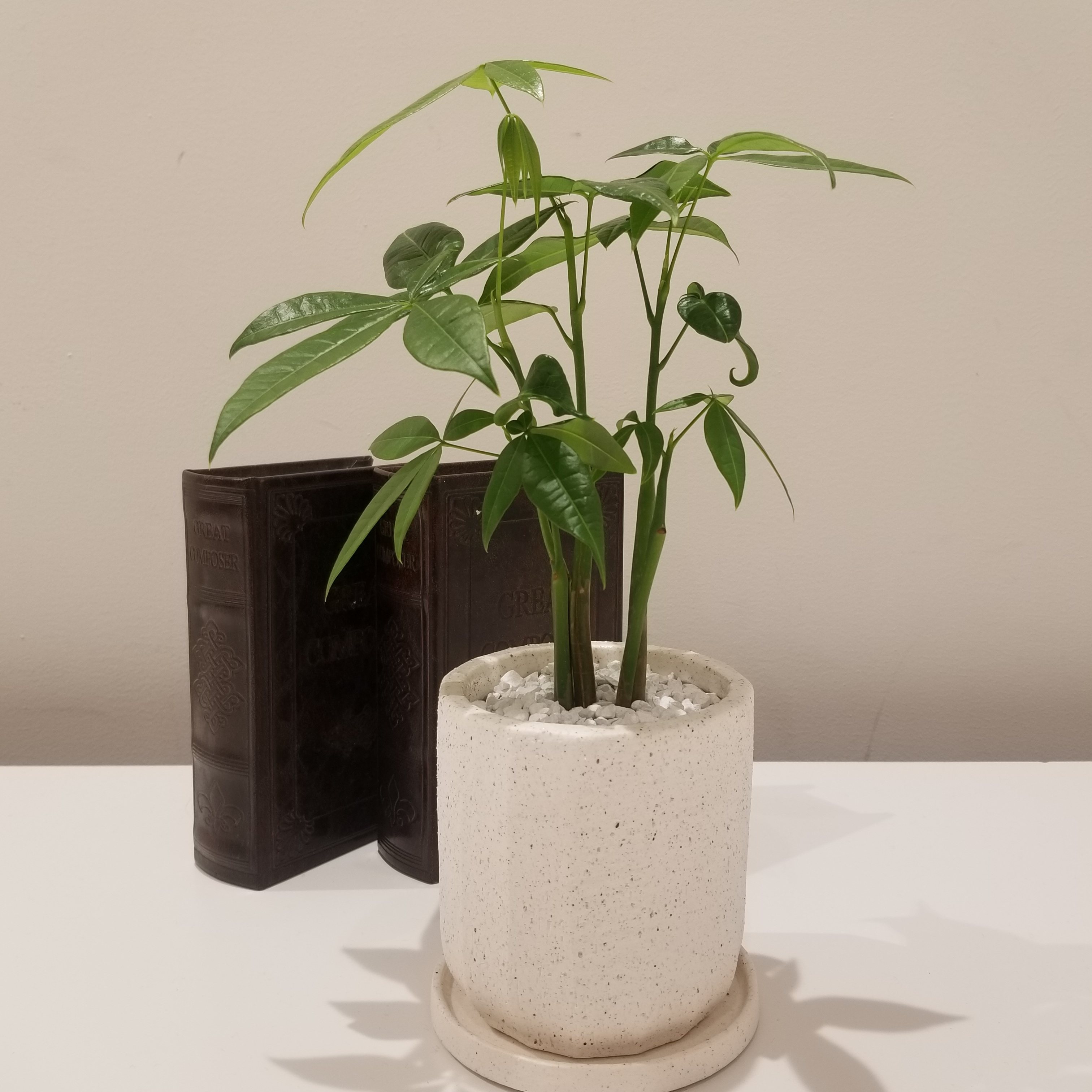 Foliage Plant パキラ 観葉植物 おすすめ 観葉植物 パキラ フラワーギフト専門店 Conoka Online Shop お花や 観葉植物で記念日を彩る