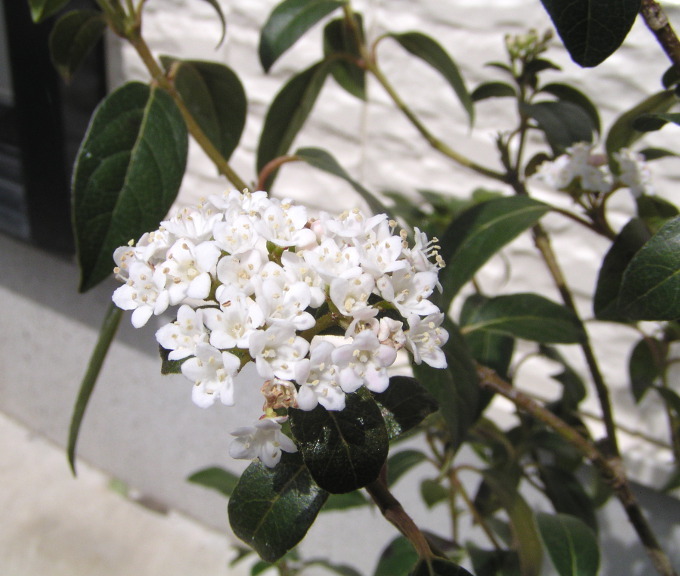 白花とコバルトブルーの実 ビバーナム ティヌス 15cmポット 神多野園芸