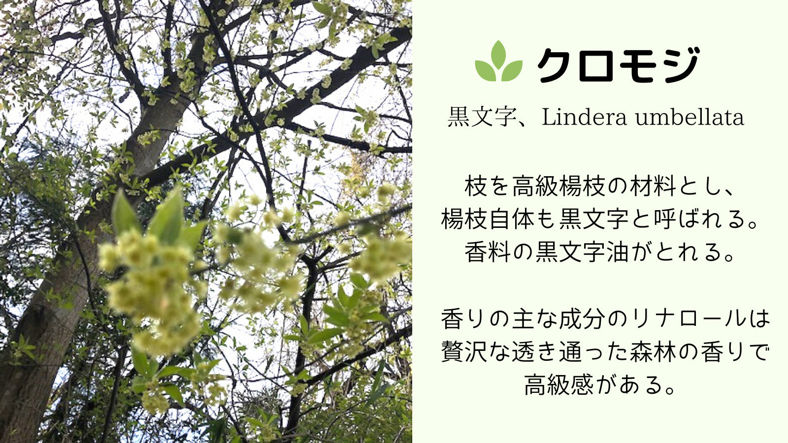 奈良県産クロモジアロマウォーター100mlボトル 松田商店