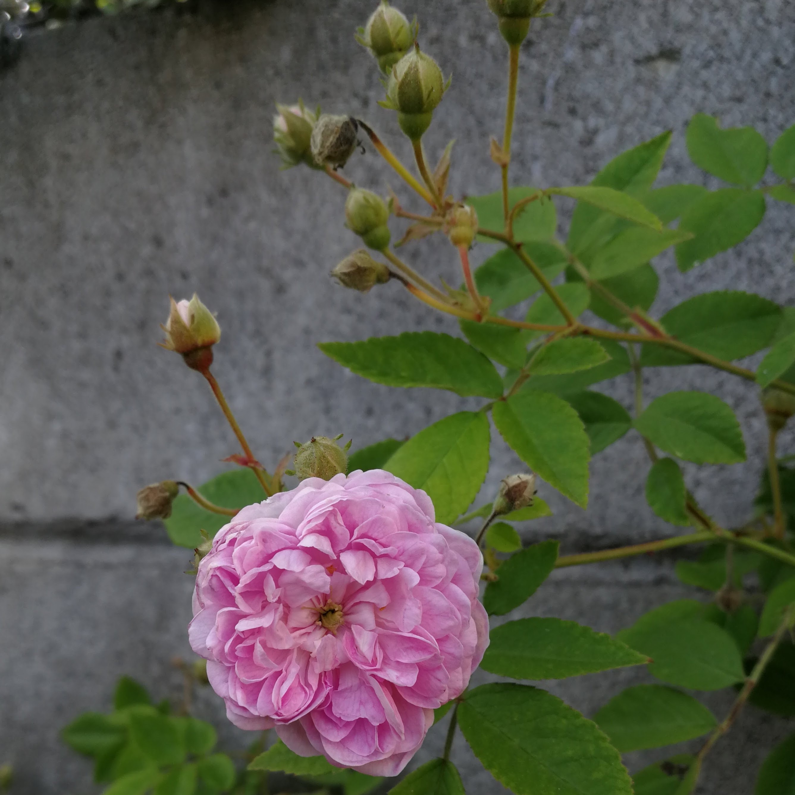 ローラ ダボー 天空のバラ園 無農薬バラ苗 花苗 クレマチス ハーブ産直販売