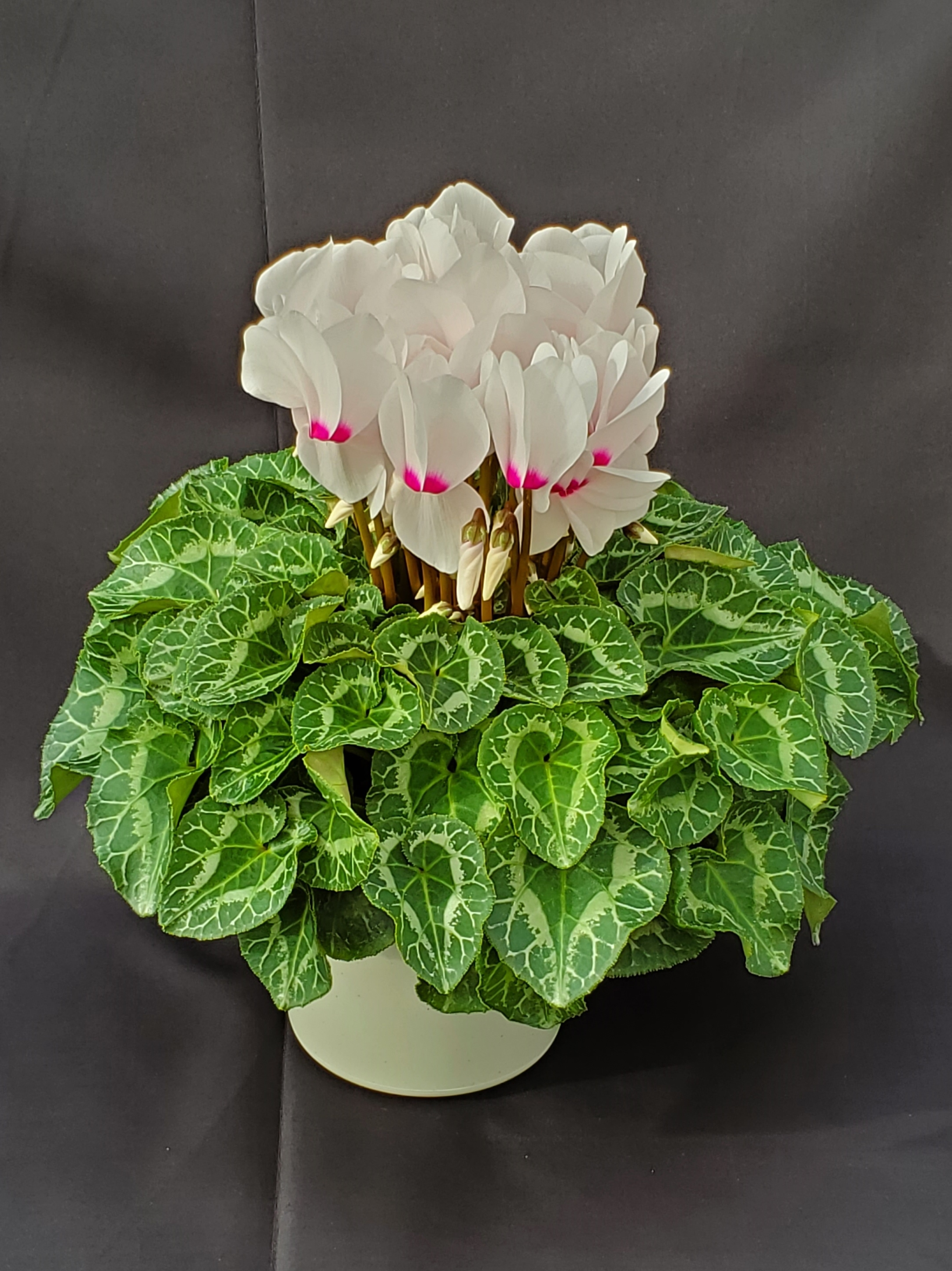 シクラメン ６寸 パステル系 ﾎﾜｲﾄｳｨｽﾞｱｲ 送料込 エリアにより加算あり 長谷川園芸