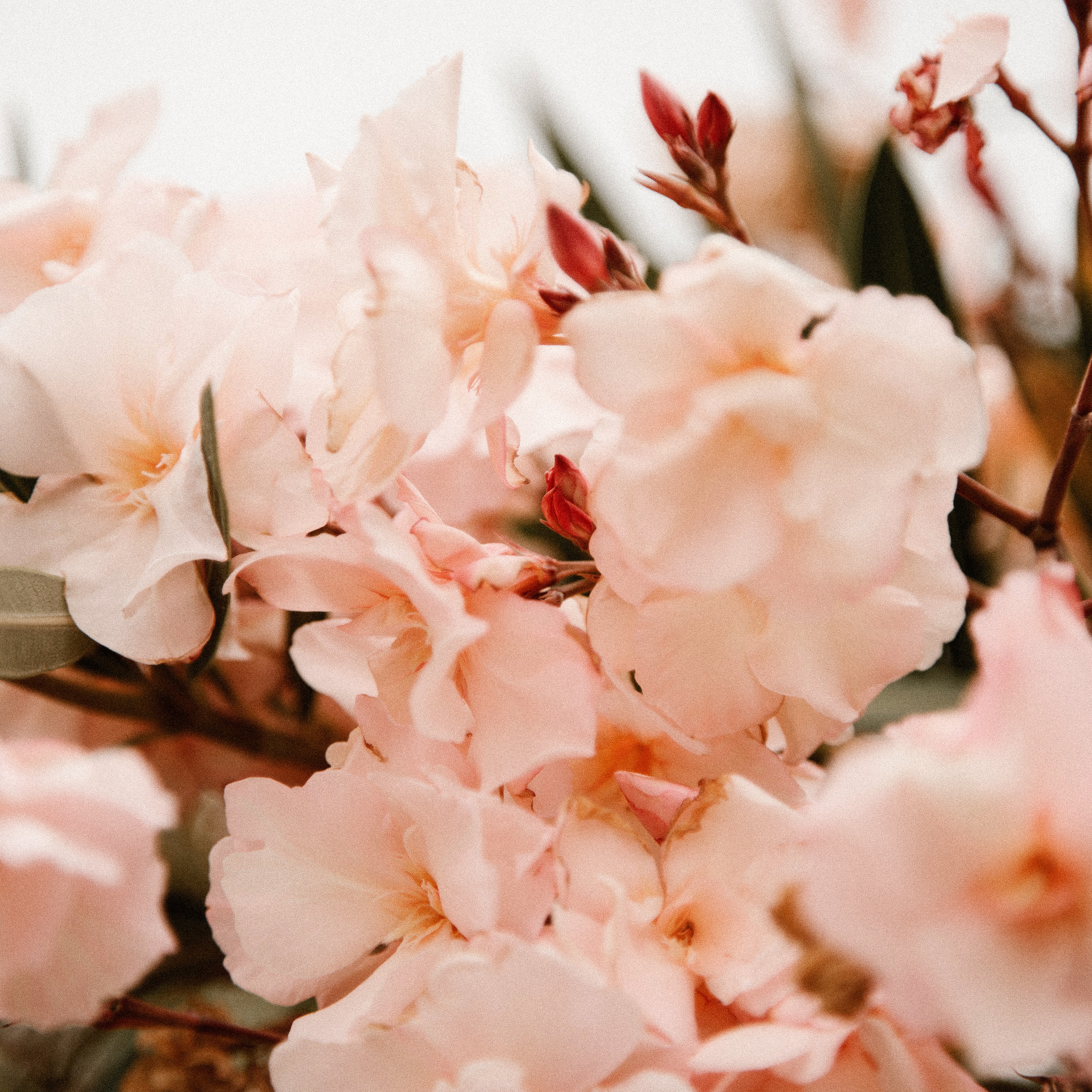 アロマスプレー Honey 癒しの蜜と花 送料無料 Emory オイルケア ブランド