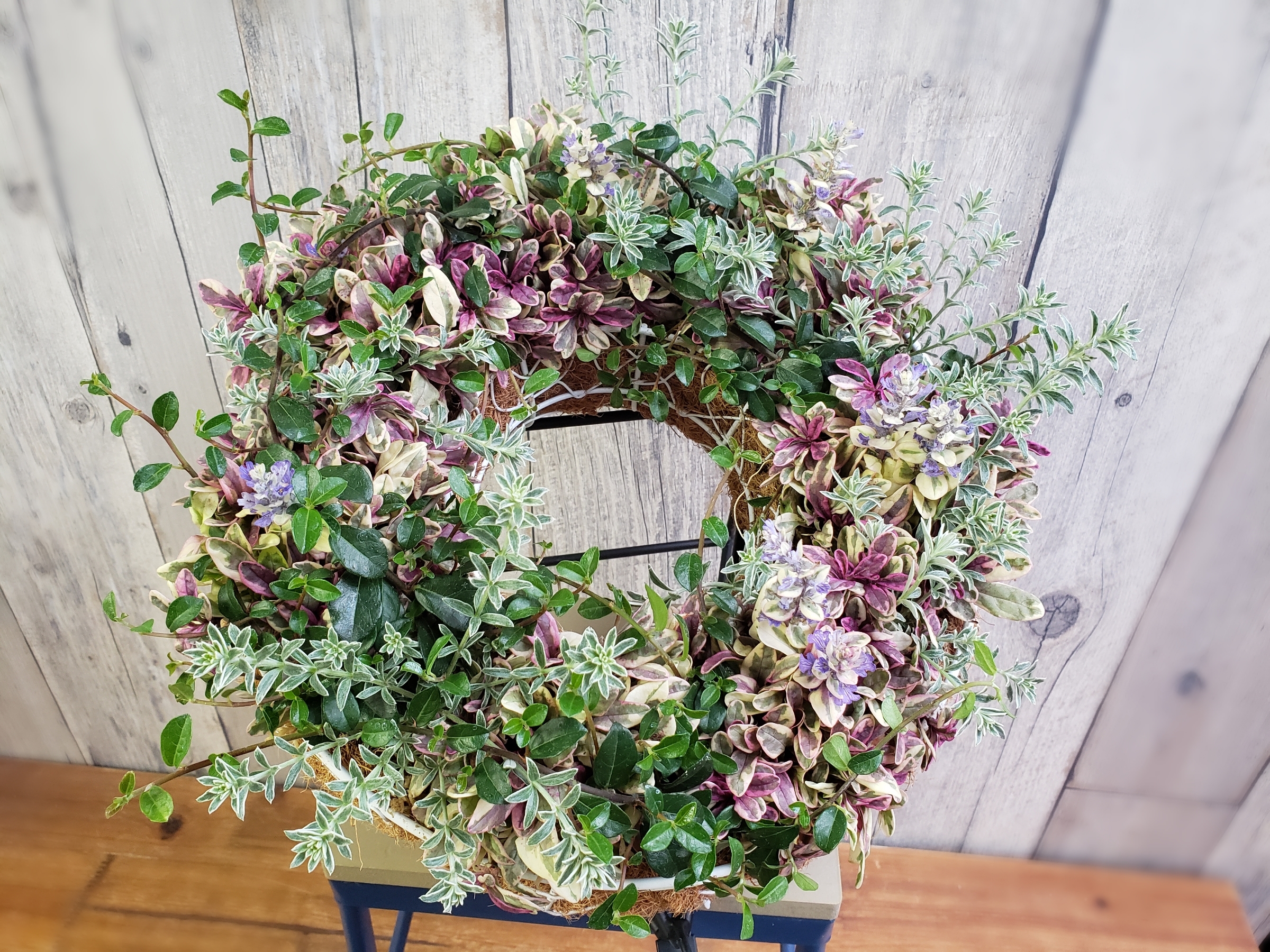 カラーリーフの寄せ植えリース Yuasaengei