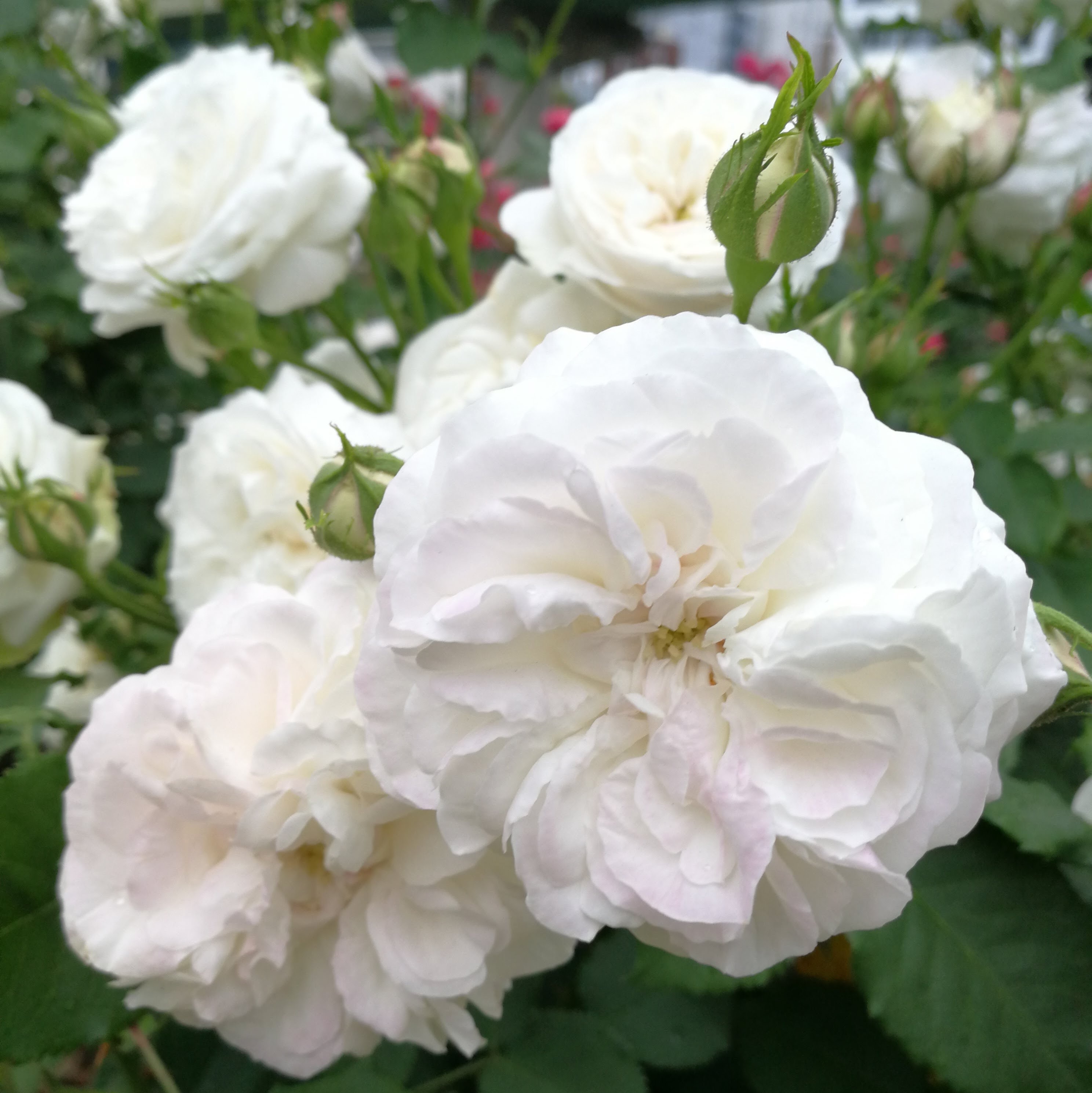 シンデレラ ノワゼット 天空のバラ園 無農薬バラ苗 花苗 クレマチス ハーブ産直販売