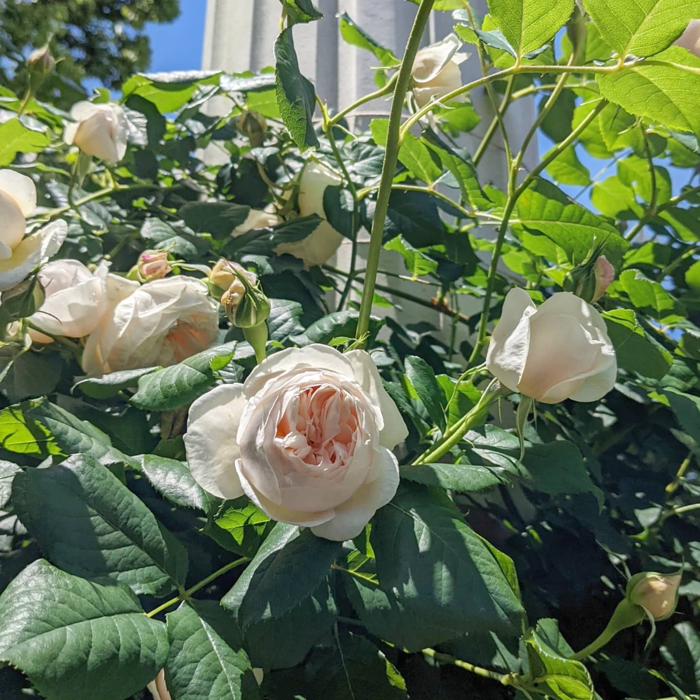 ホワイト ヘリテージ ローズマリー 天空のバラ園 無農薬バラ苗 花苗 クレマチス ハーブ産直販売