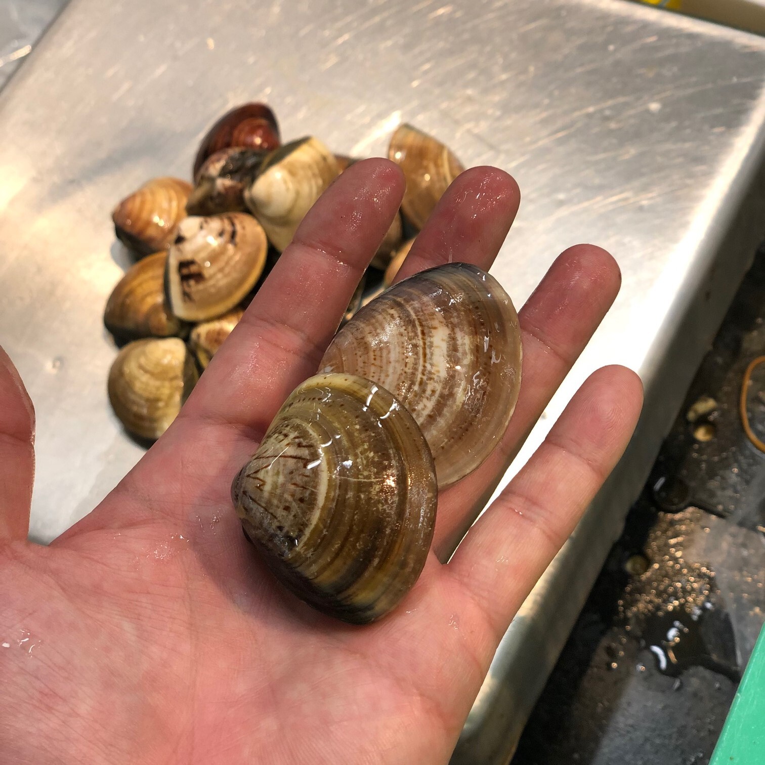 畜養はまぐり 小サイズ 2kg 1個30gサイズ 60 70個 ハマグリ 蛤 畜養ハマグリ２k 30g 冷蔵 Okawari 豊洲直送の高級海産物をお届け