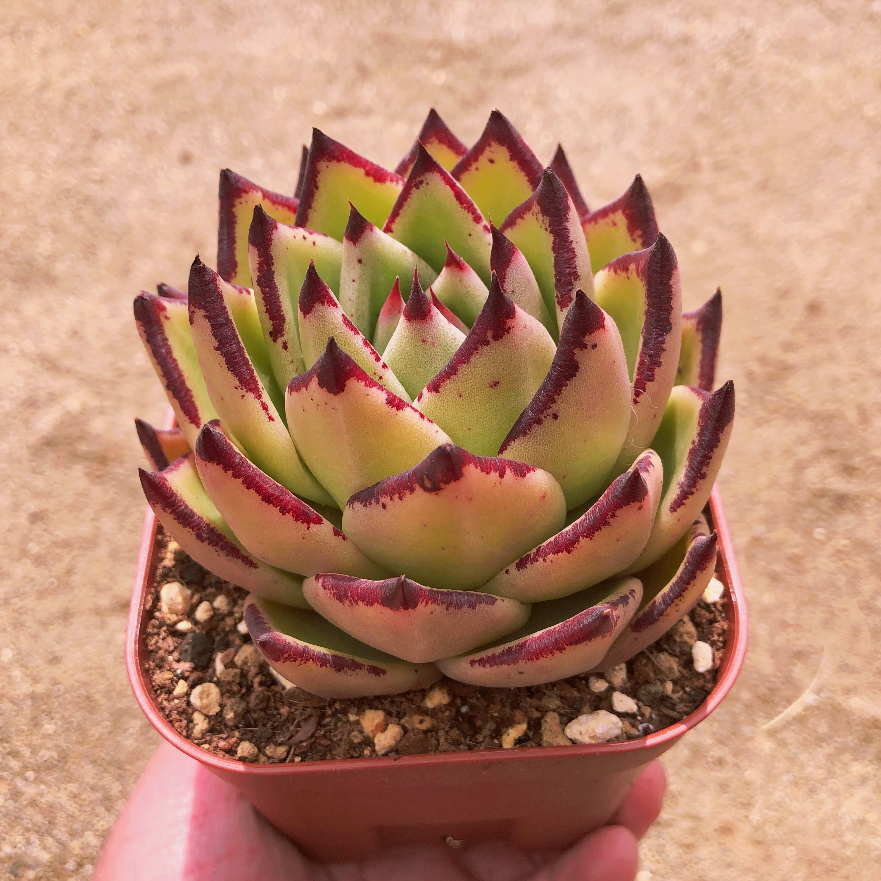 多肉植物 黄壇 特大苗 直径約12cm るる農園 多肉植物専門 タグランダム発送