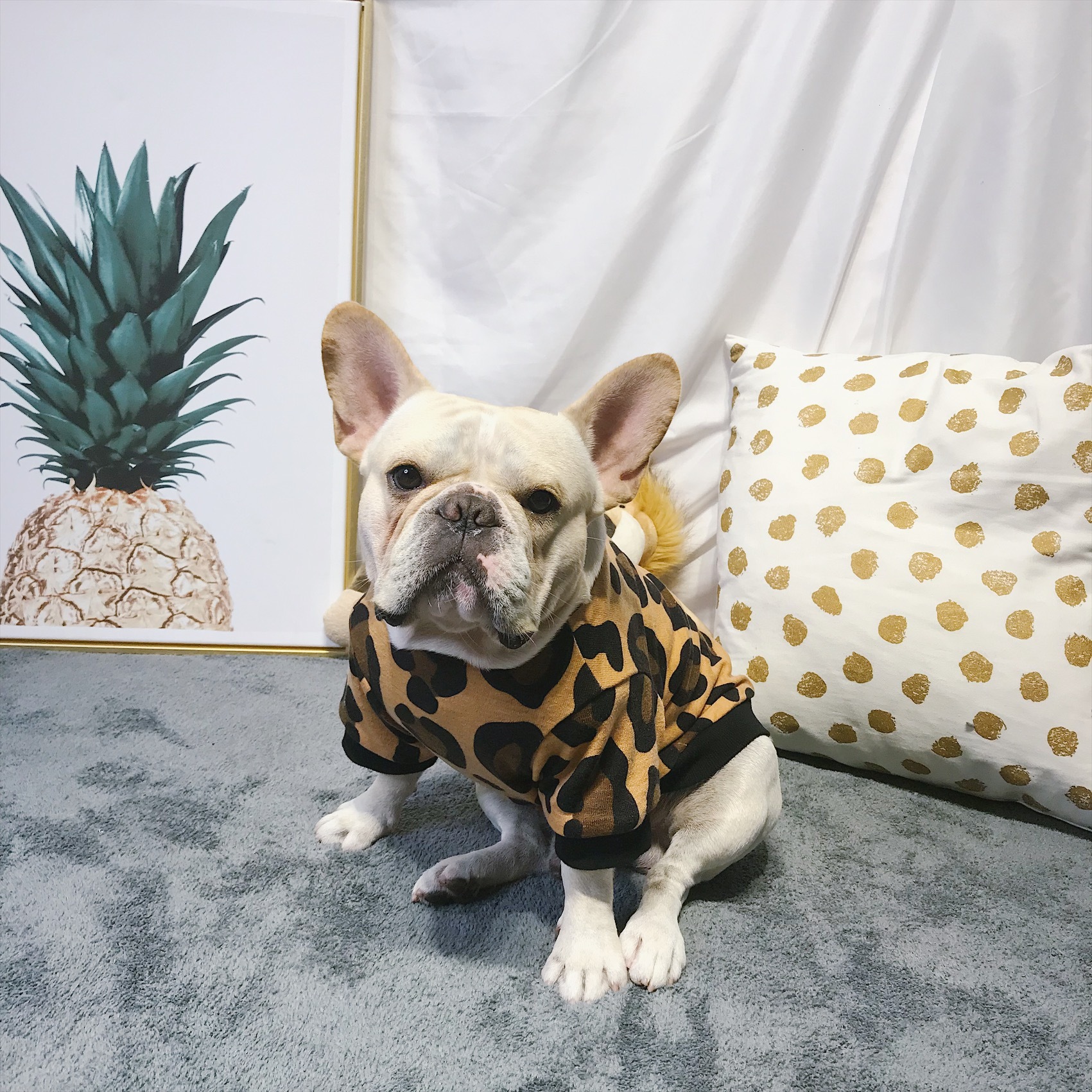 Km040tsフレブル Tシャツ フレンチブルドック 犬服 ヒョウ柄 ドックウェア Dearkm フレンチブルドック孔明