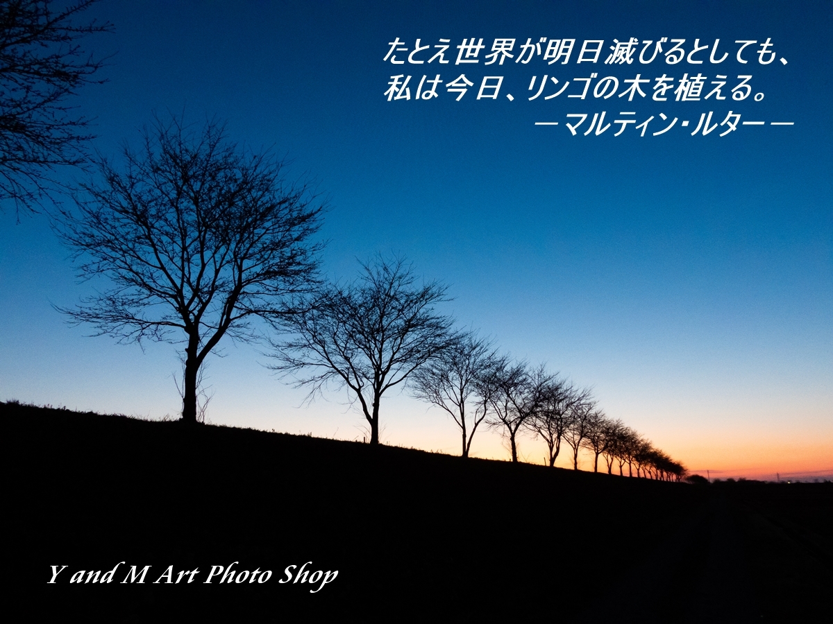 続く夕暮れ並木 マルティン ルター たとえ明日 世界が滅亡しようとも今日私はリンゴの木を植える フォトカード 名言シリーズ アート写真 豆本工房 Y M Art Photo Shop
