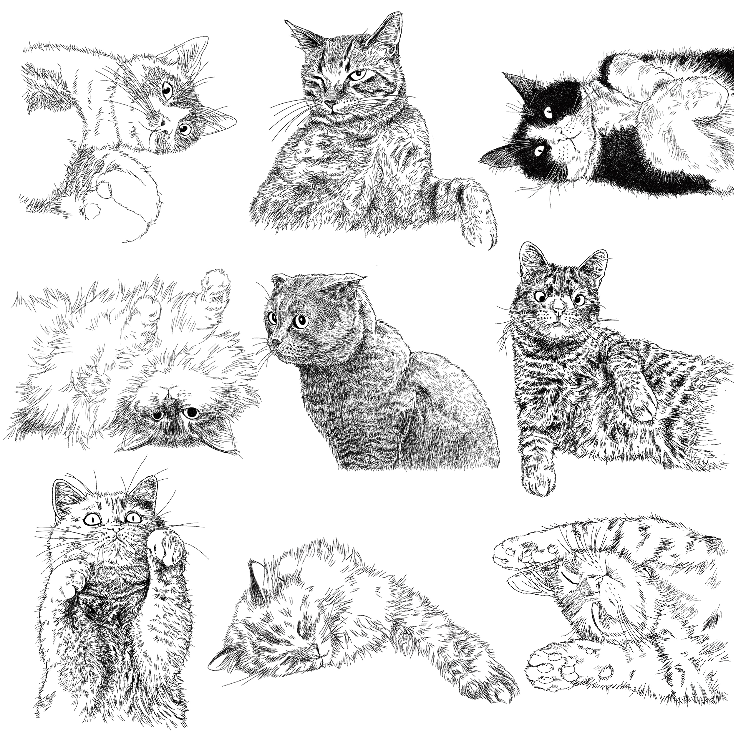 猫の手描きイラスト 似顔絵 白黒 作成 上半身 動物 人間可 猫雑貨 グッズ通販 猫や動物イラスト 似顔絵作成 365cat Art