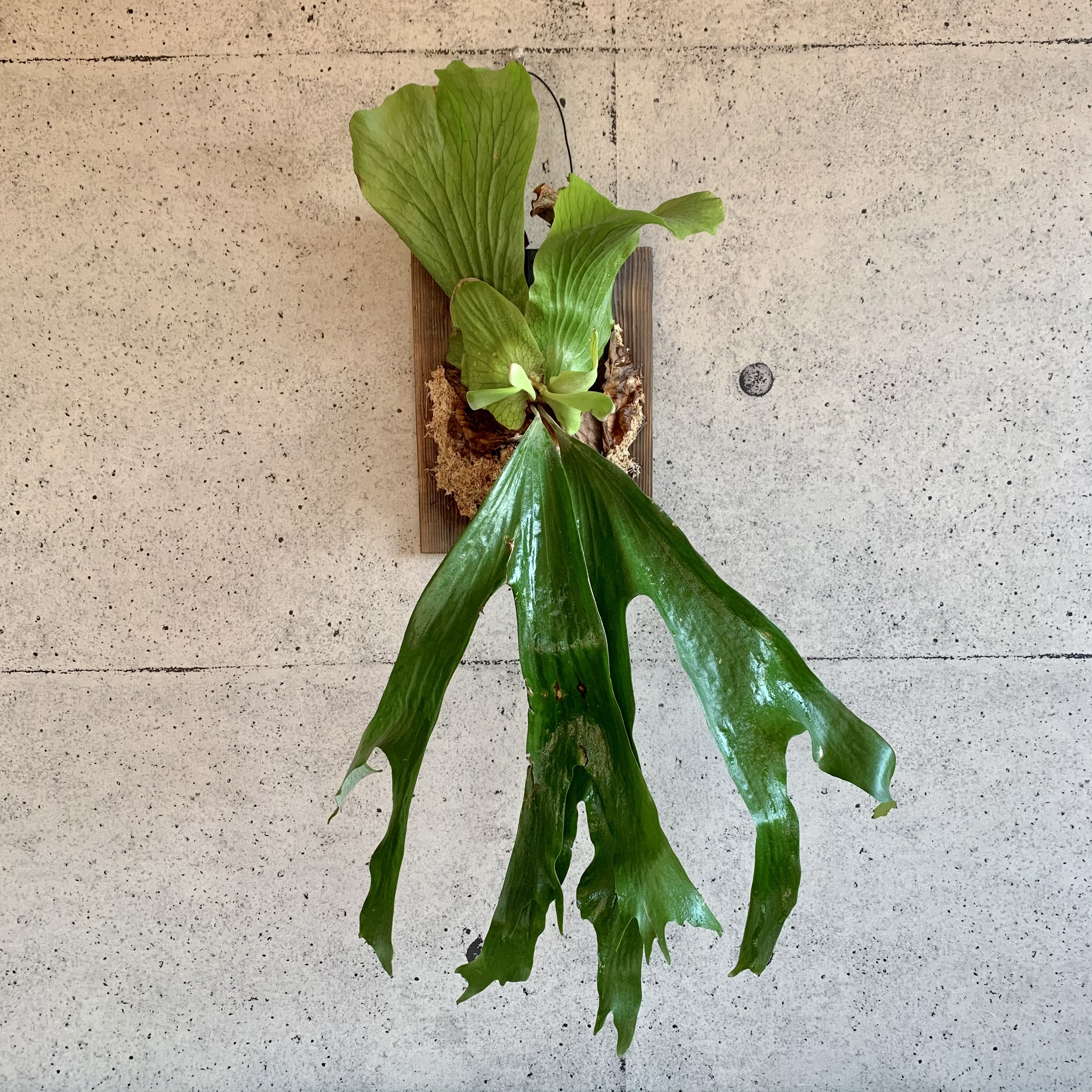 大迫力 ビカクシダ ステマリア 板付け Planet Plants プラネットプランツ